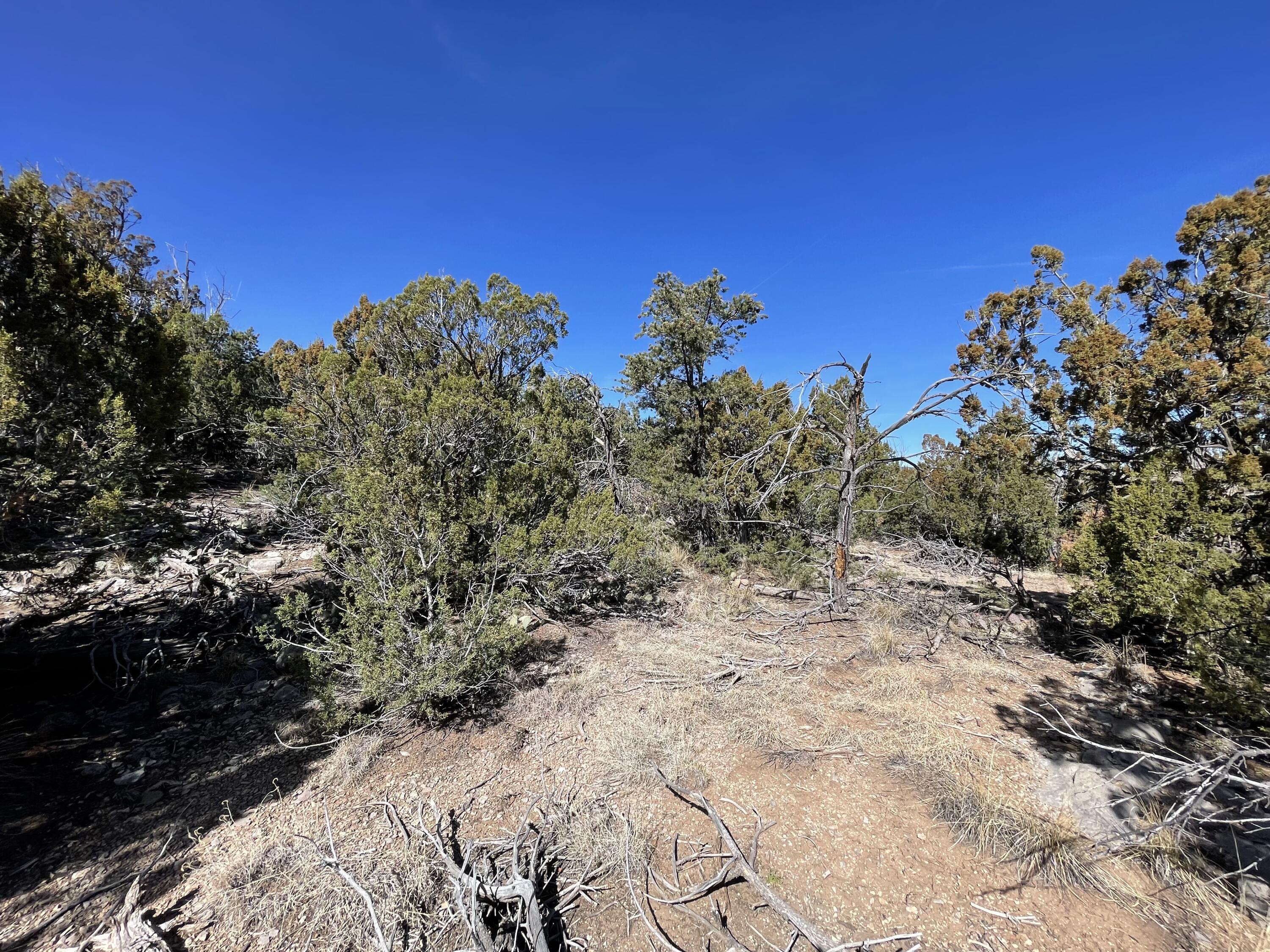 41 Canon Escondido Place, Sandia Park, New Mexico image 8