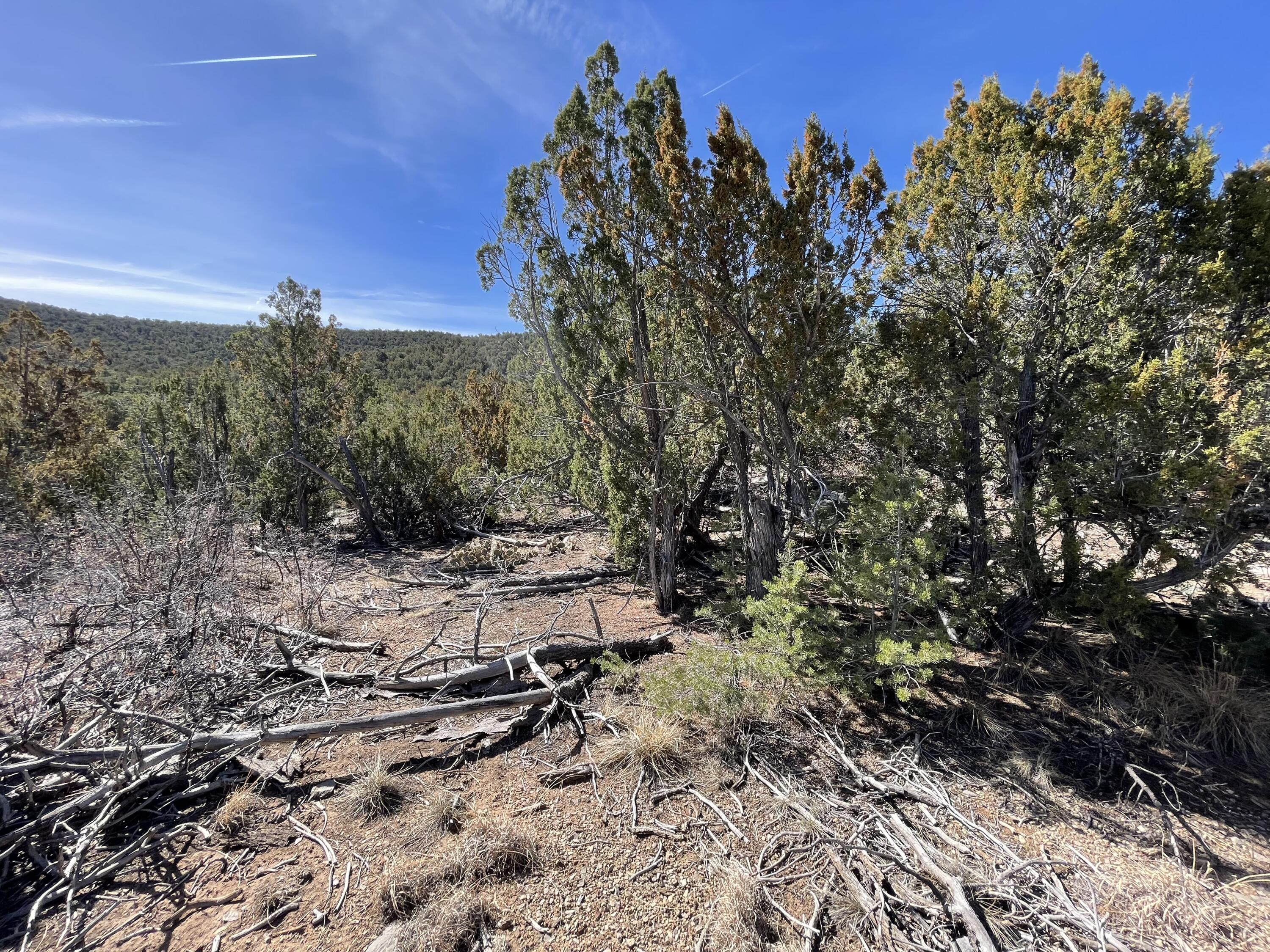 41 Canon Escondido Place, Sandia Park, New Mexico image 7