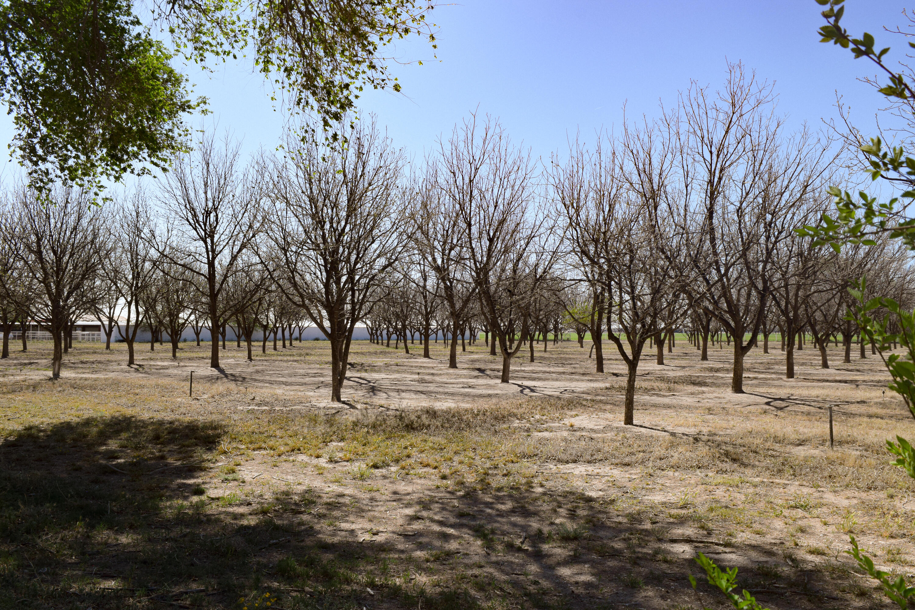 Knowles Road, Hobbs, New Mexico image 1