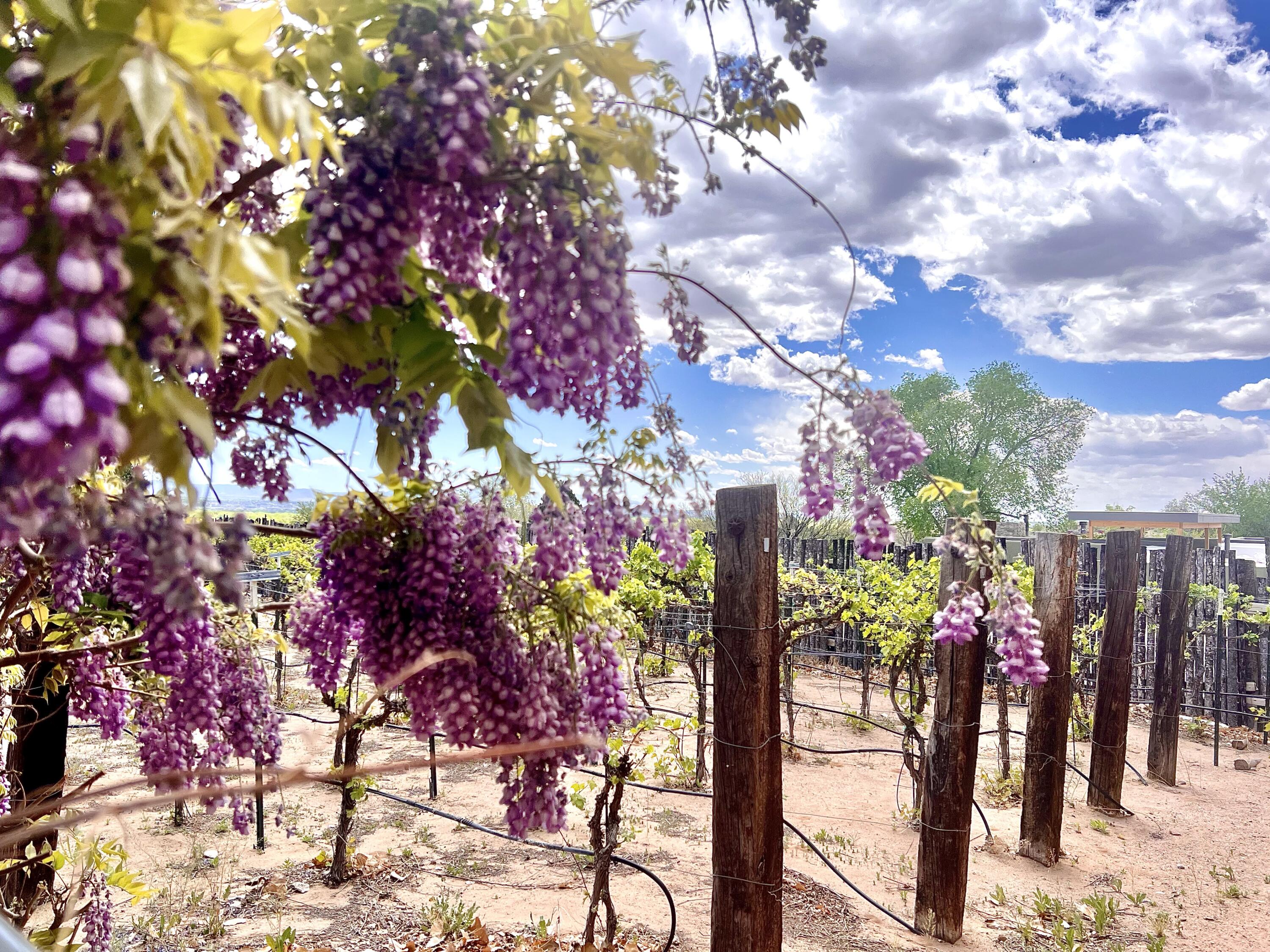 1452 W Meadowlark Lane, Corrales, New Mexico image 46