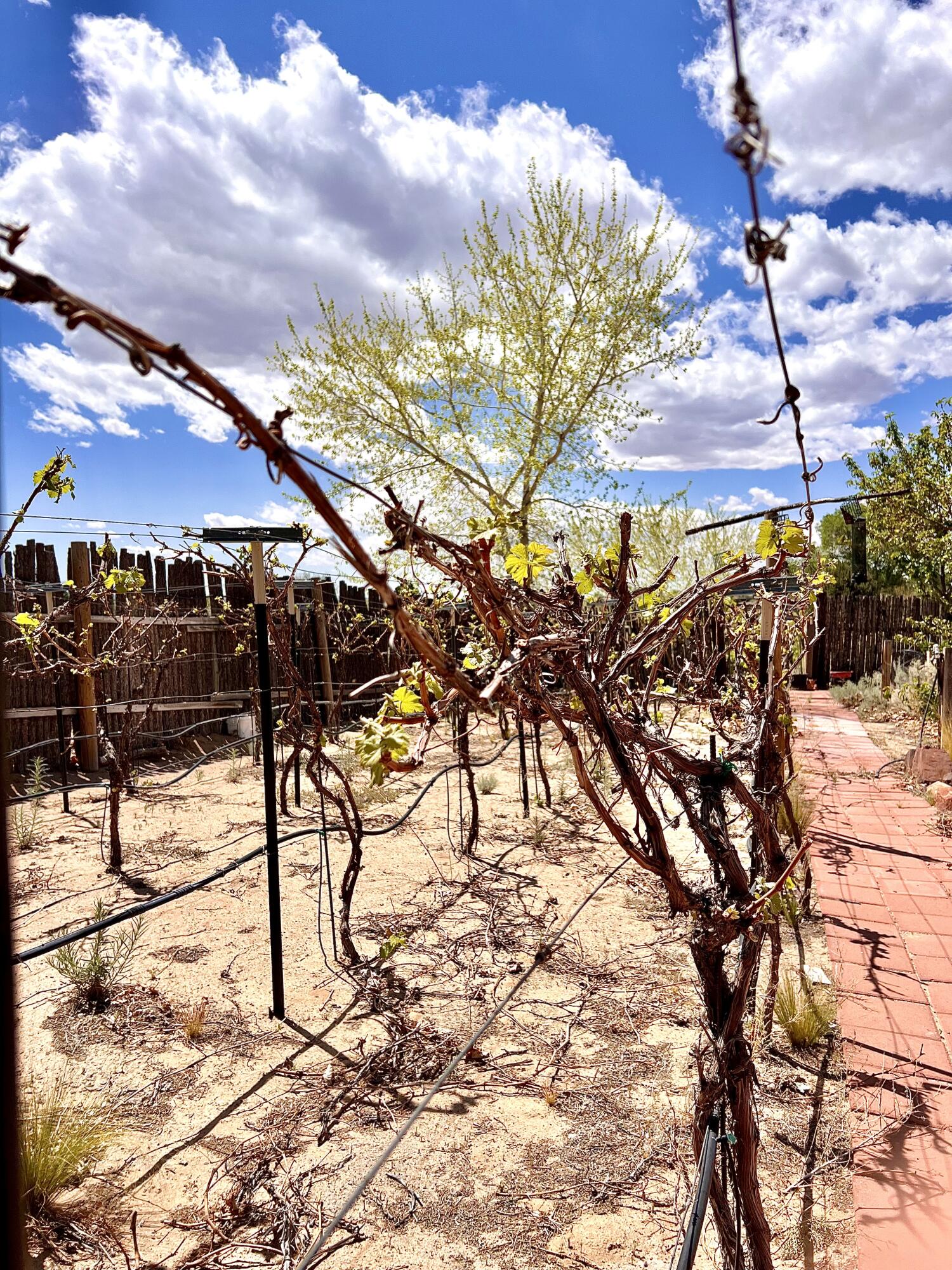 1452 W Meadowlark Lane, Corrales, New Mexico image 43