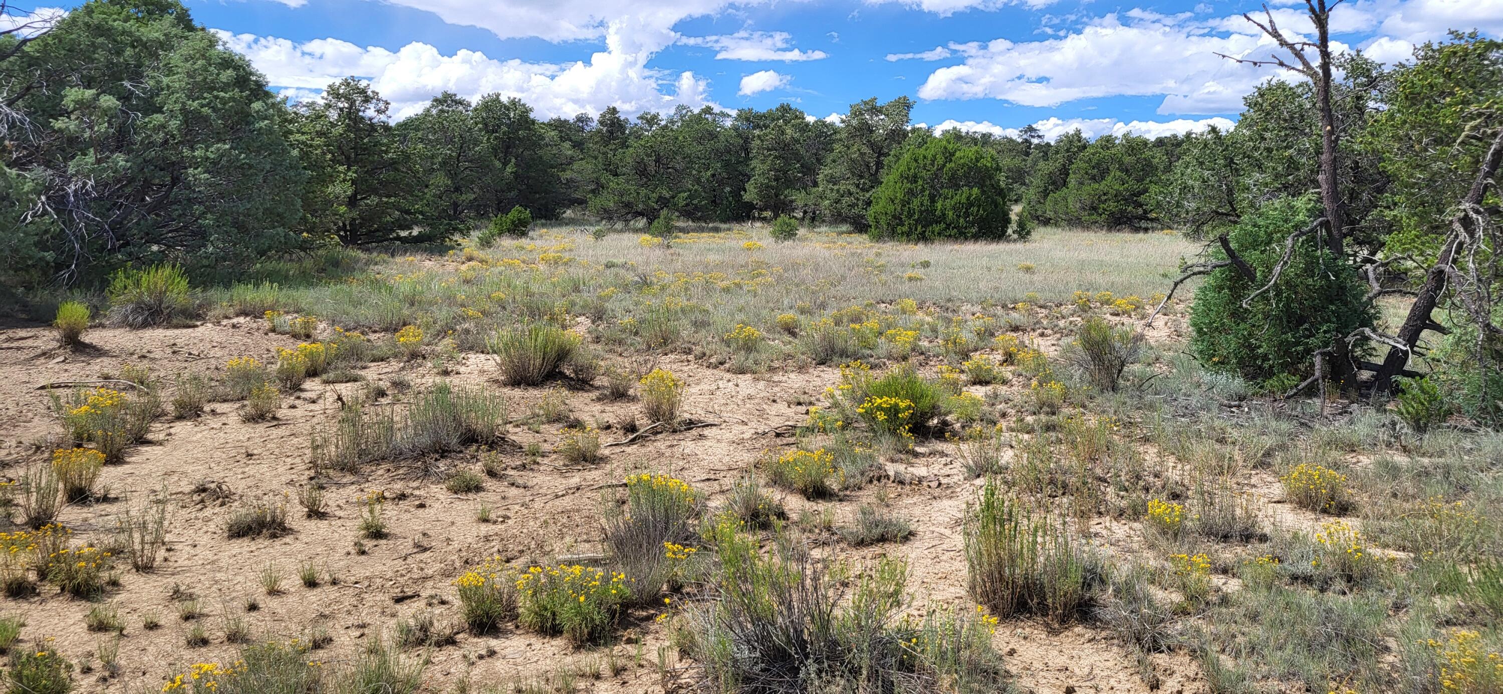 Lot 5 Cattlemens Court, Pie Town, New Mexico image 14