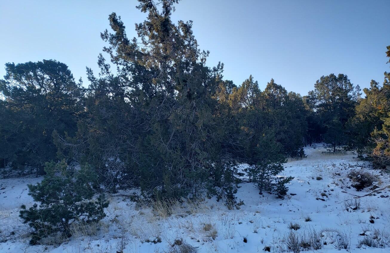 Mcginnis Road, Tijeras, New Mexico image 3