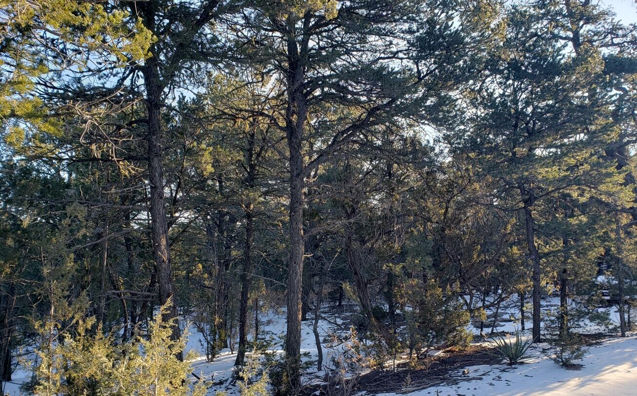 Mcginnis Road, Tijeras, New Mexico image 2