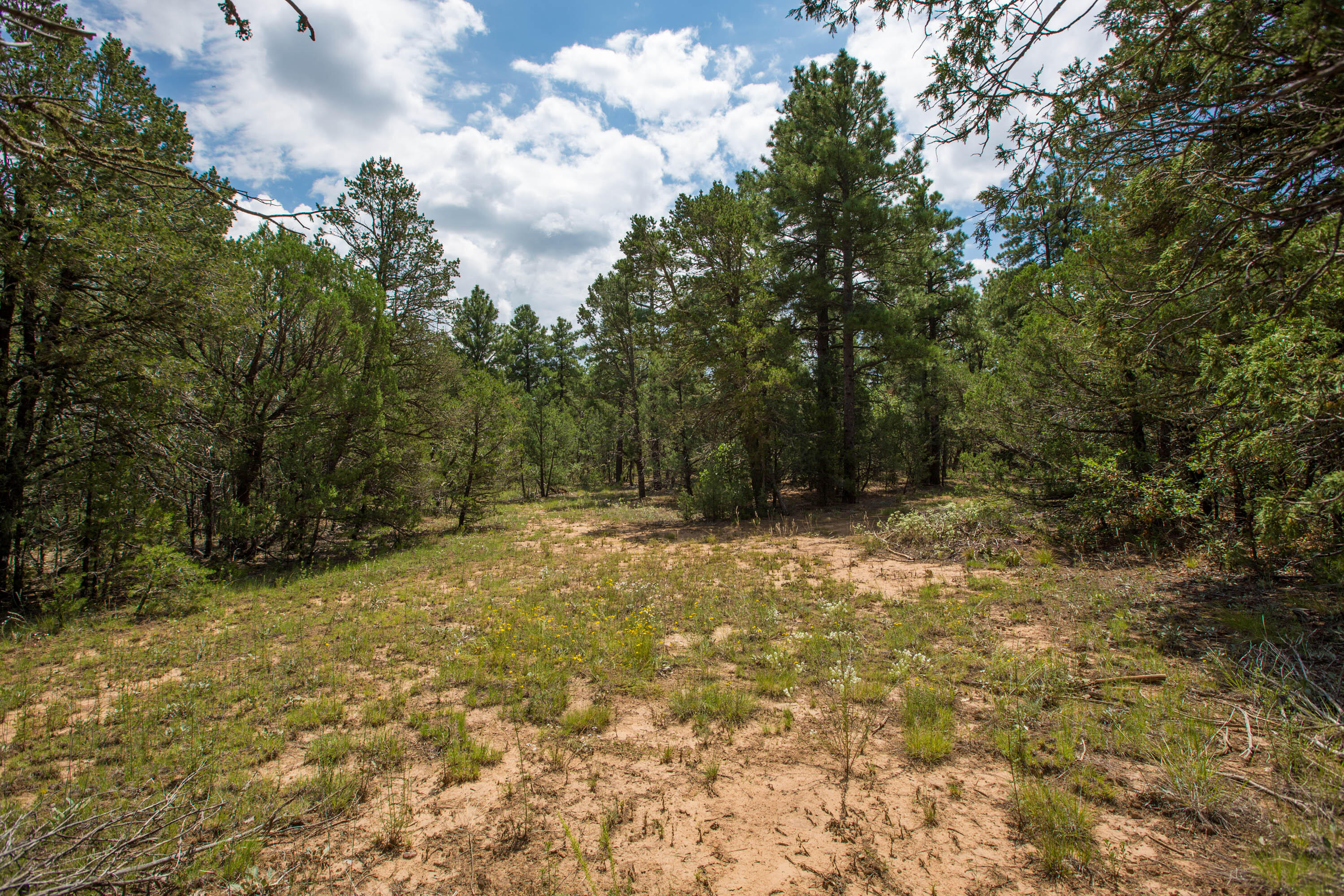 70 Anaya Road, Tijeras, New Mexico image 5