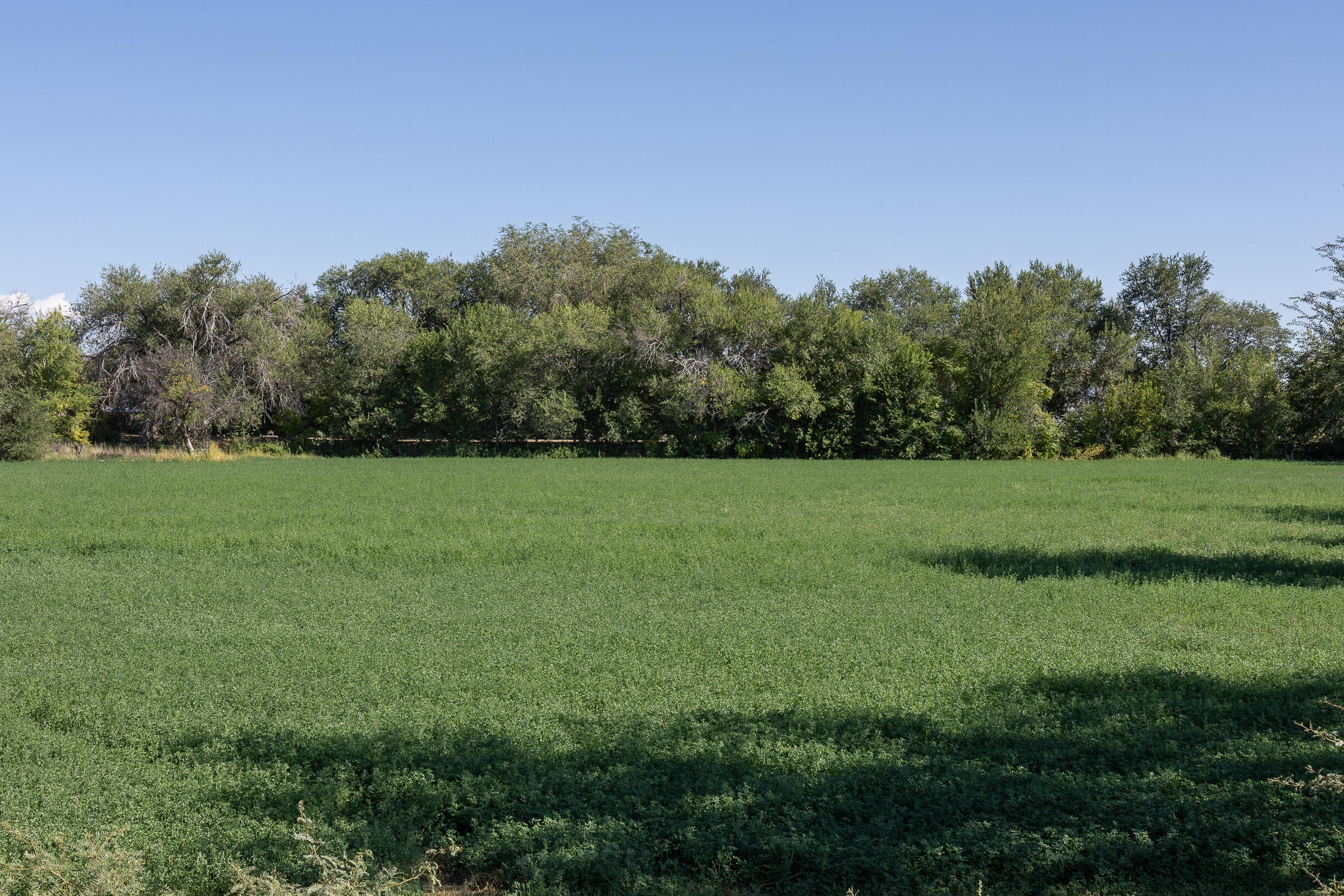 Lot 194 Rancho Rio Grande #6, Bosque, New Mexico image 3