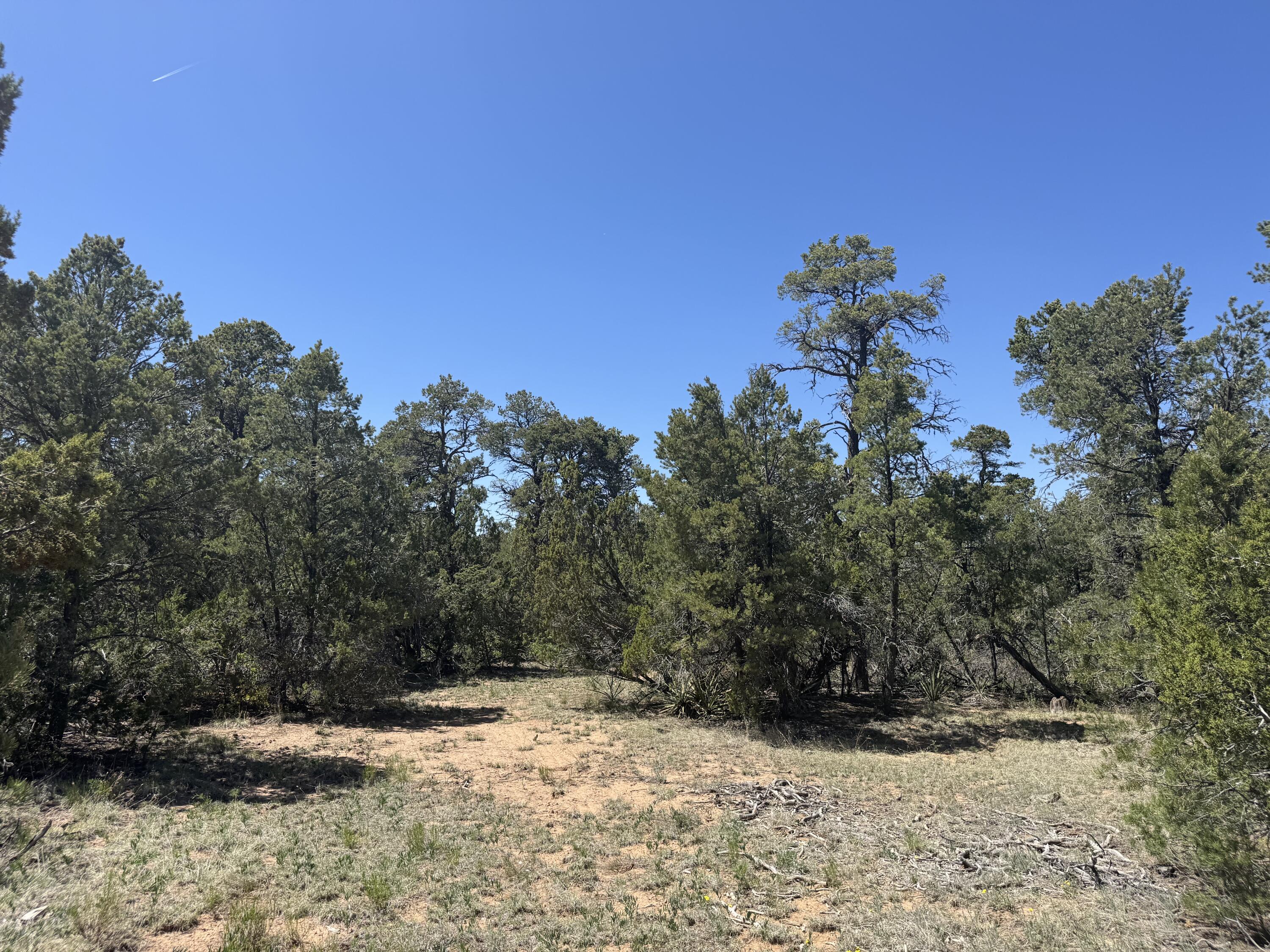 Tract 4 Gonzales, Edgewood, New Mexico image 7
