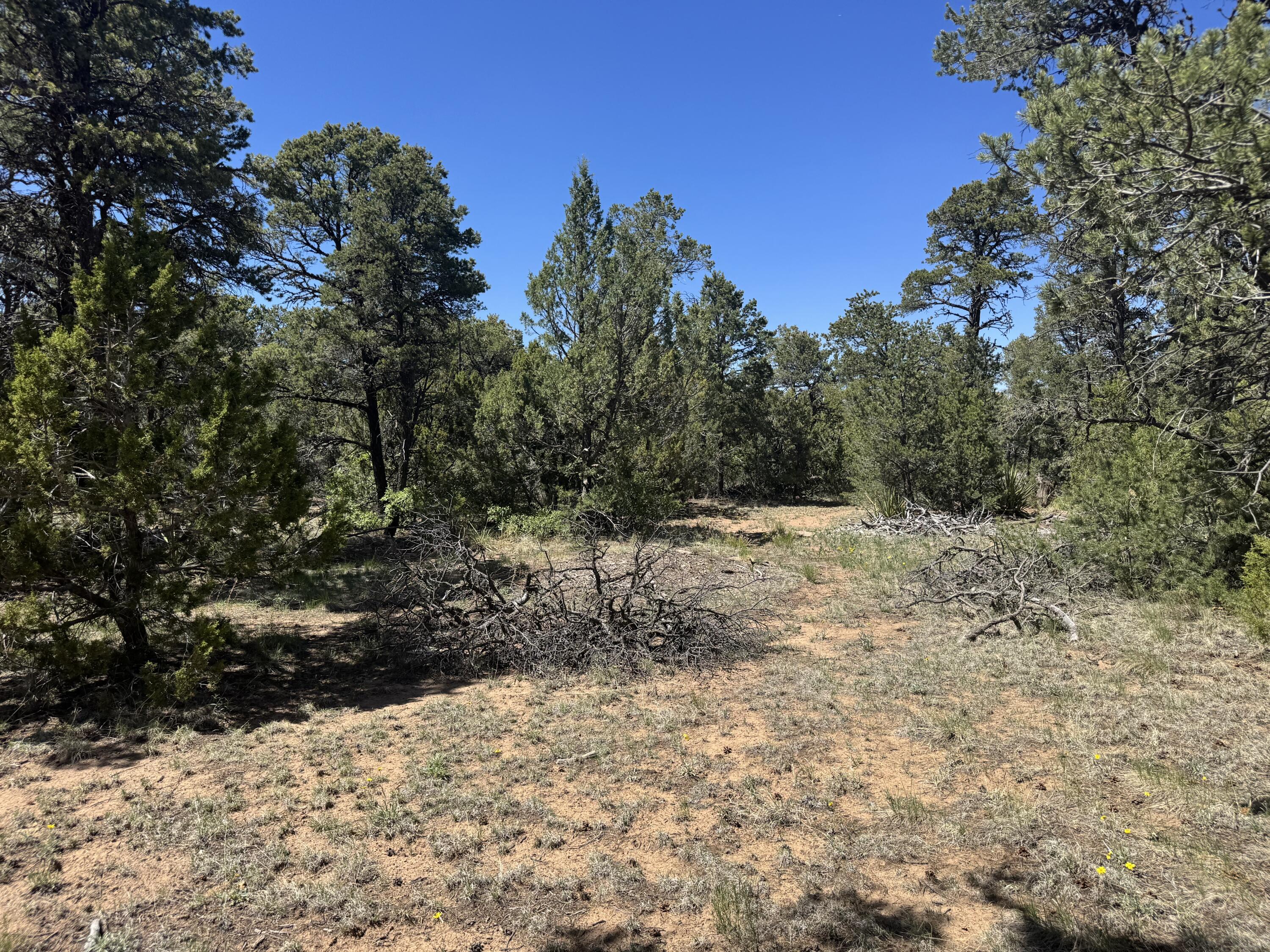 Tract 4 Gonzales, Edgewood, New Mexico image 6