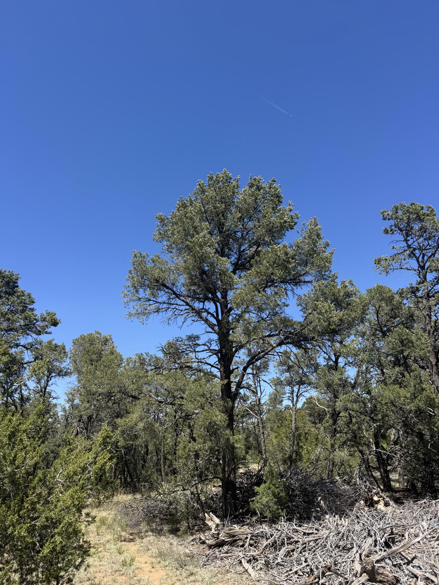Tract 4 Gonzales, Edgewood, New Mexico image 4