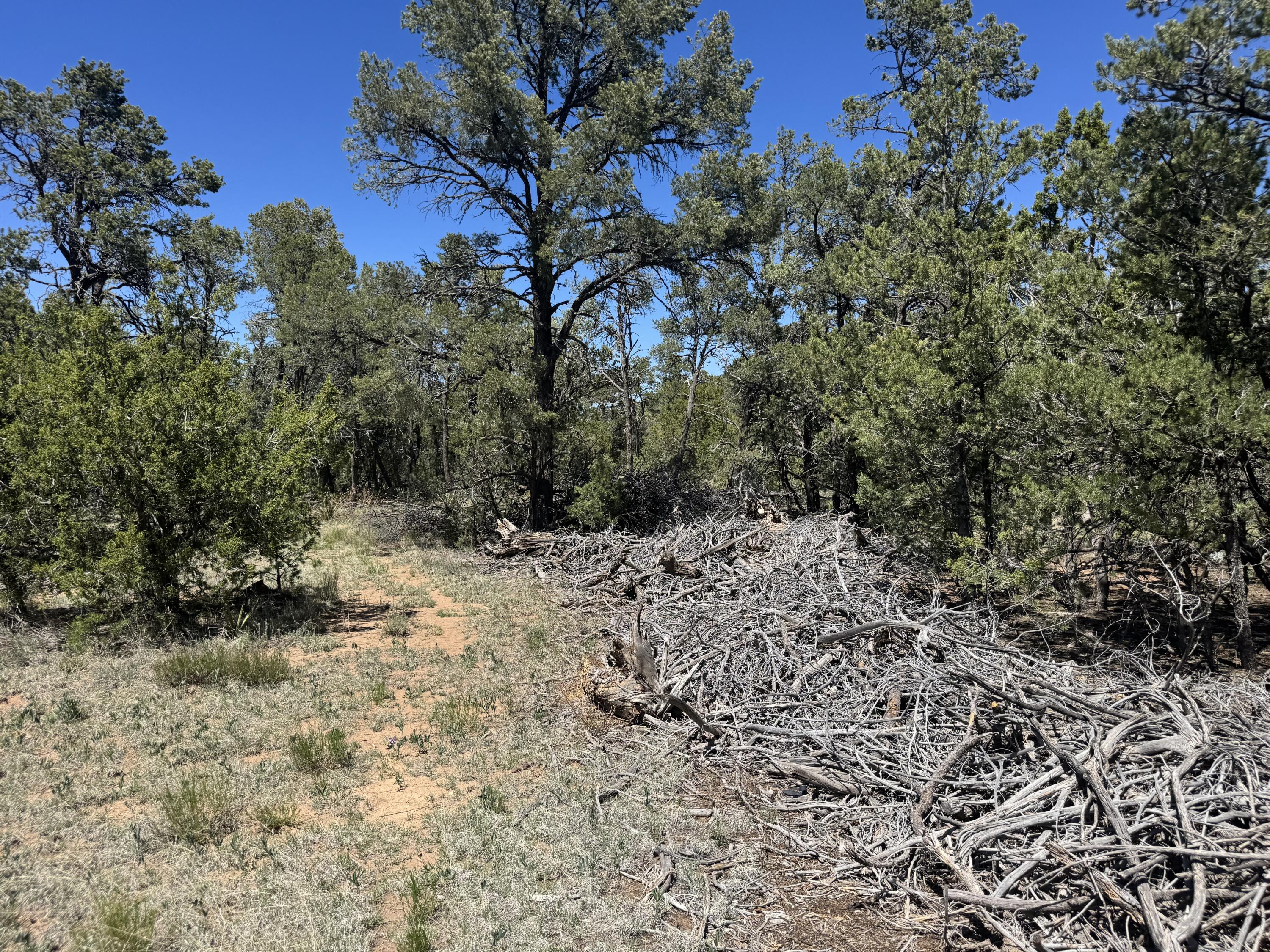 Tract 4 Gonzales, Edgewood, New Mexico image 5