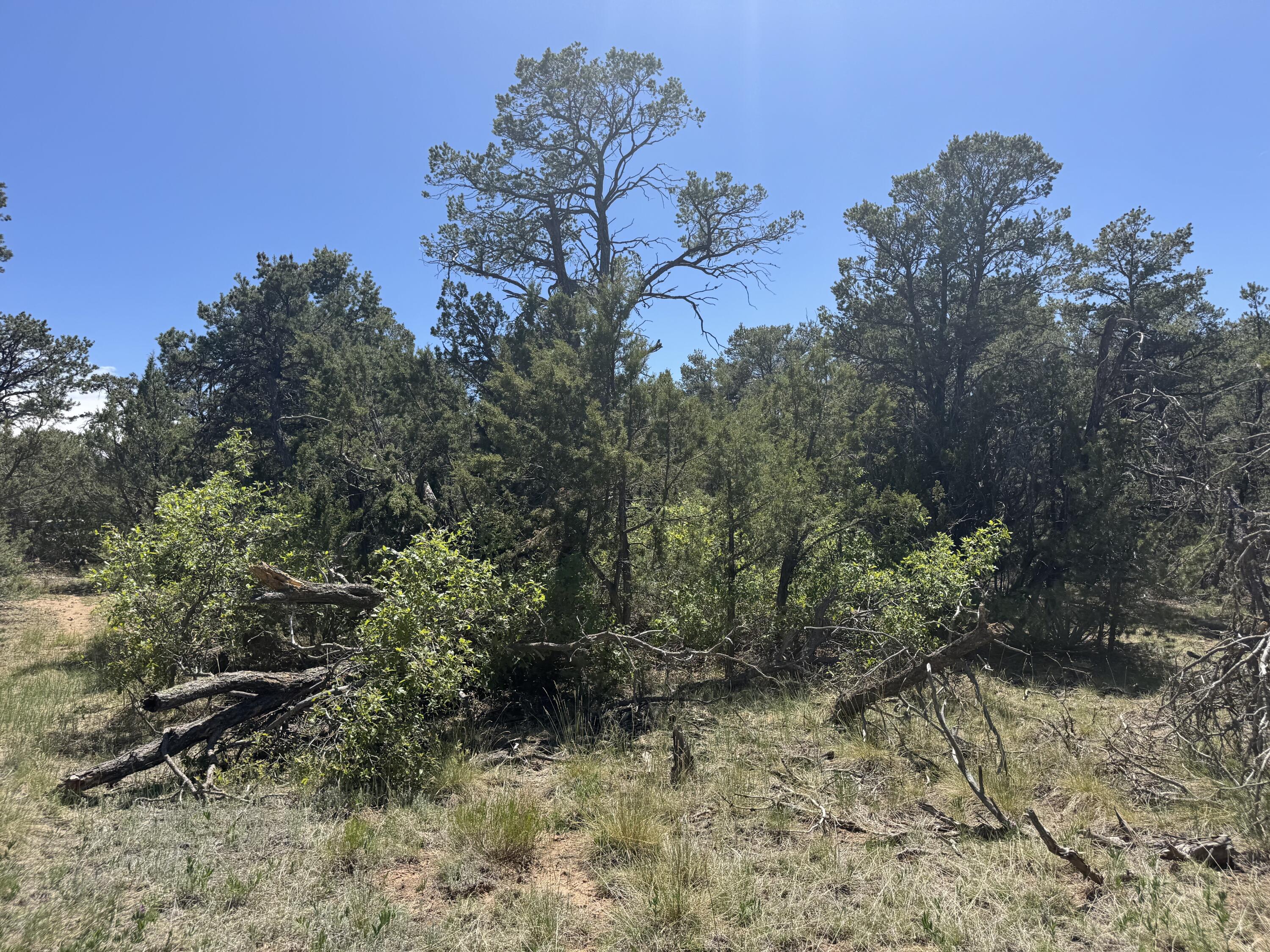 Tract 4 Gonzales, Edgewood, New Mexico image 8