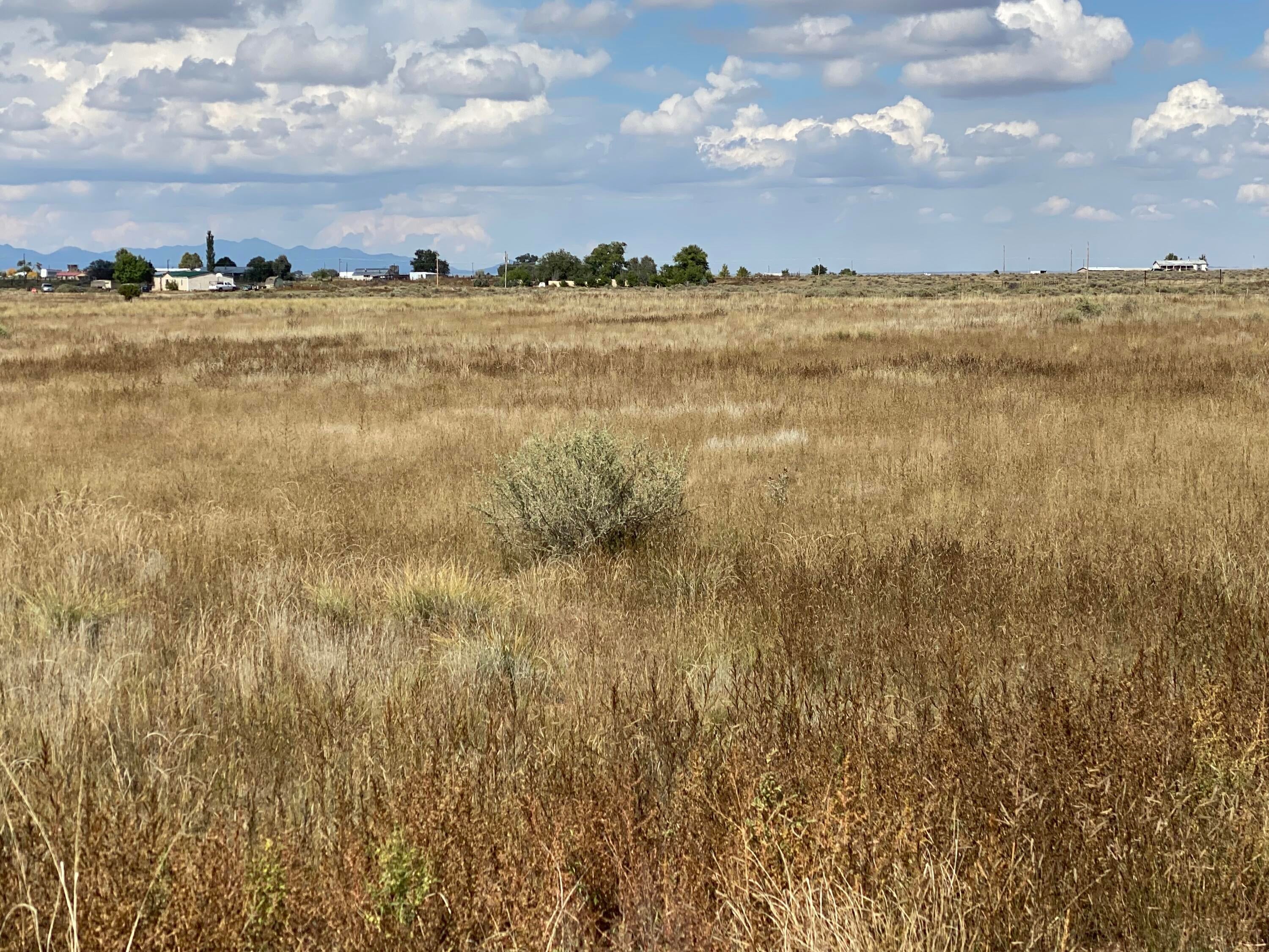 Yucca Lane
