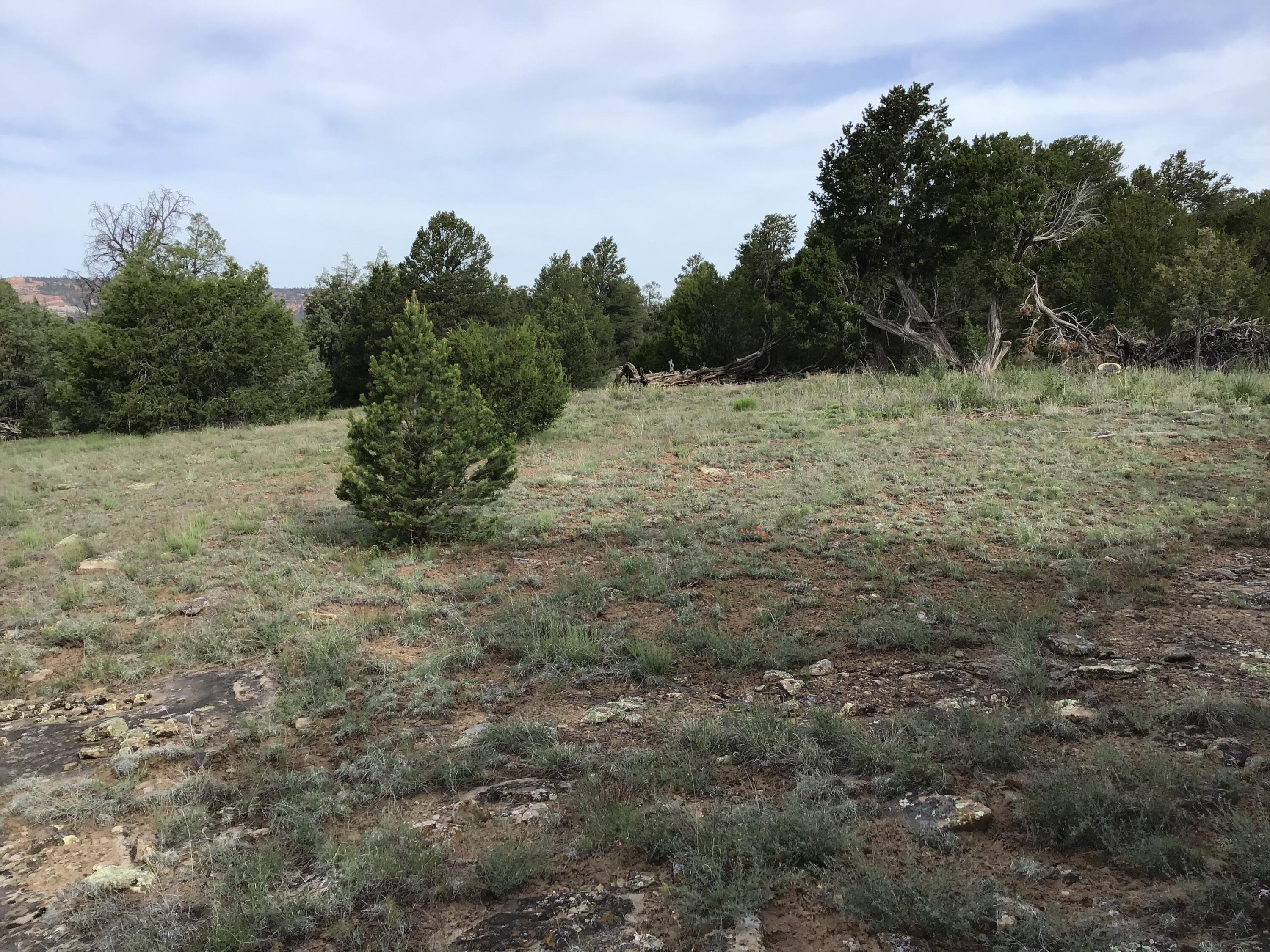 Lot 6 Sunflower Drive, Ramah, New Mexico image 13