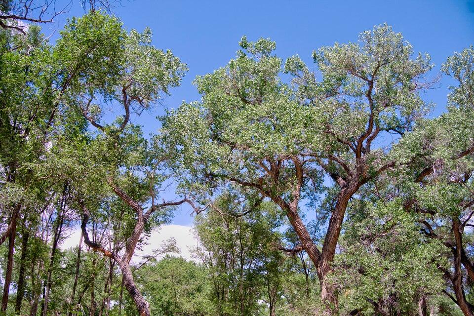 Bosque Oculto Lot B1-C
