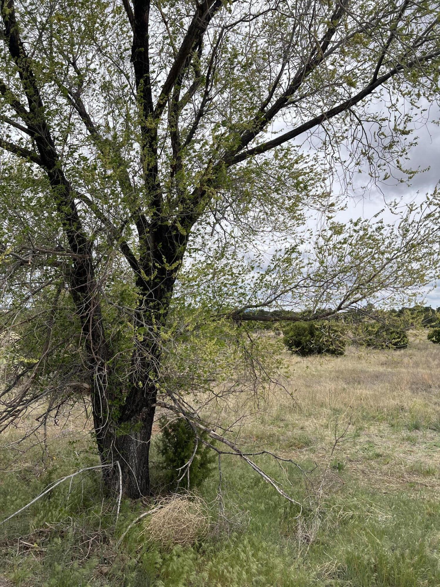 36 Entranosa Lane, Edgewood, New Mexico image 3