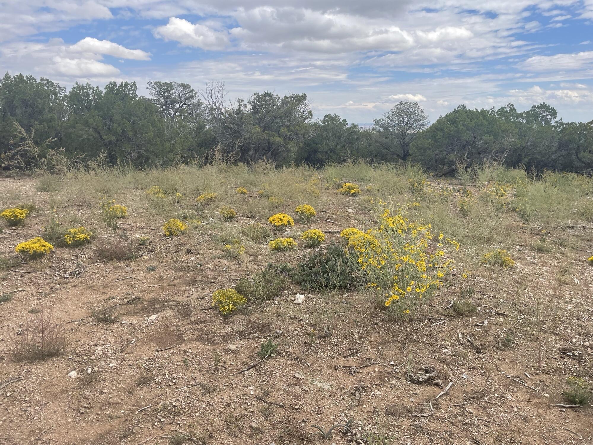 37 Morper Lane, Edgewood, New Mexico image 1