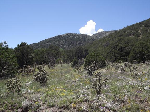 Mountain, Edgewood, New Mexico image 4