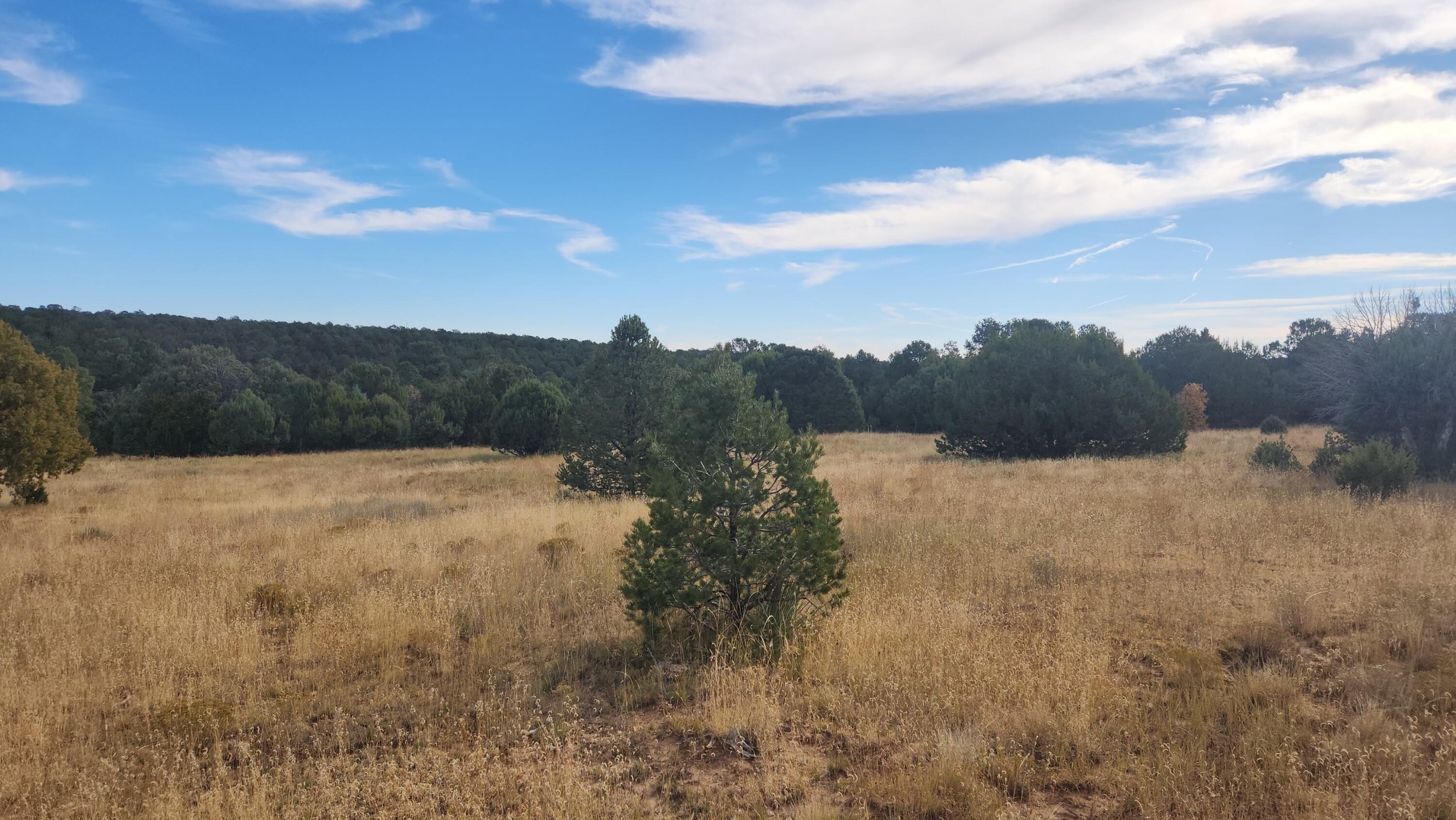 Camino De Las Palas, Estancia, New Mexico image 10