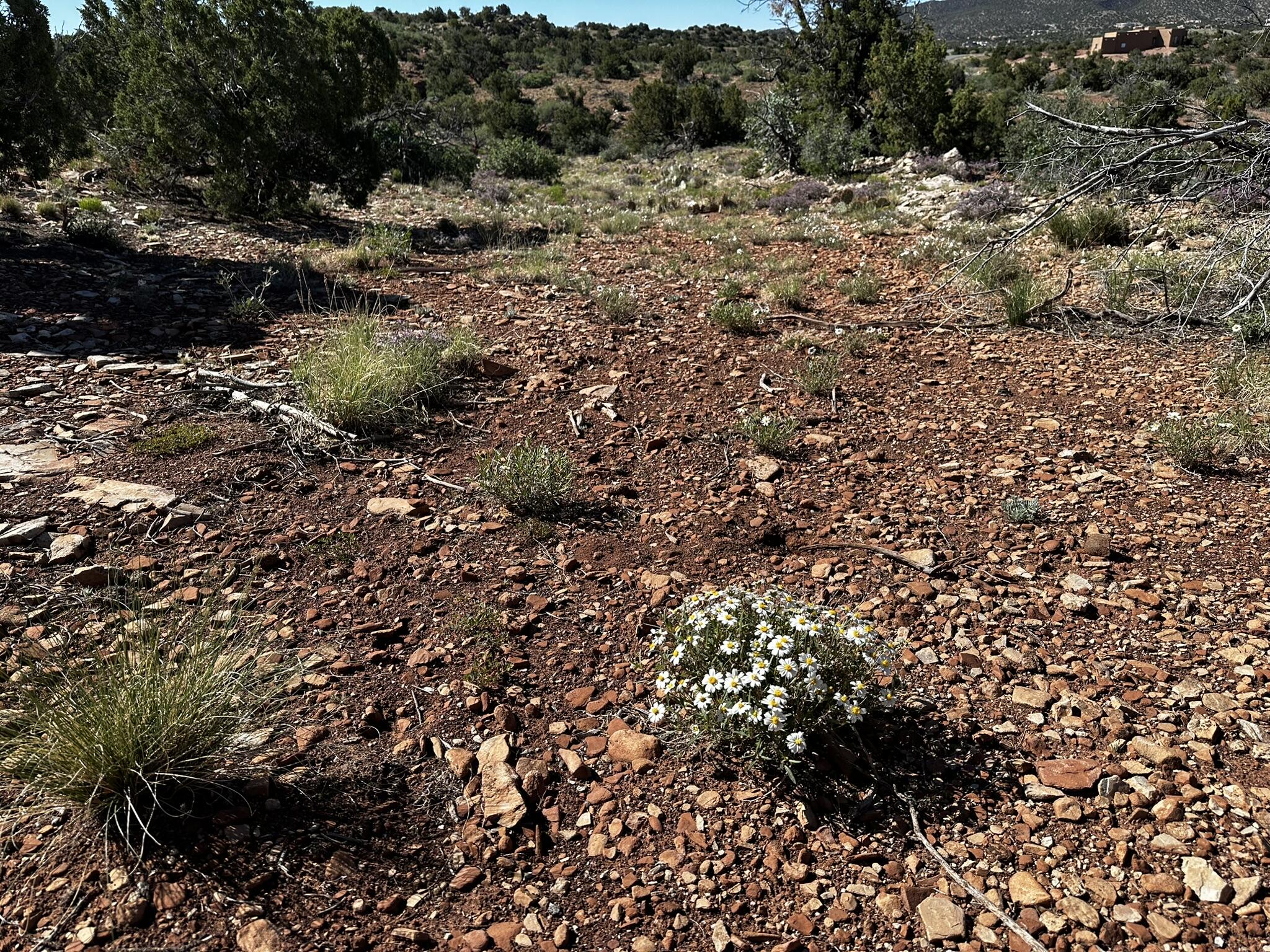 304 Moonlight Ridge Road, Placitas, North Carolina image 12