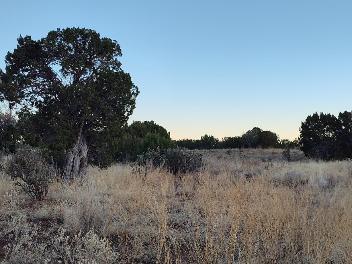 Road Runner Road, Mountainair, New Mexico image 5