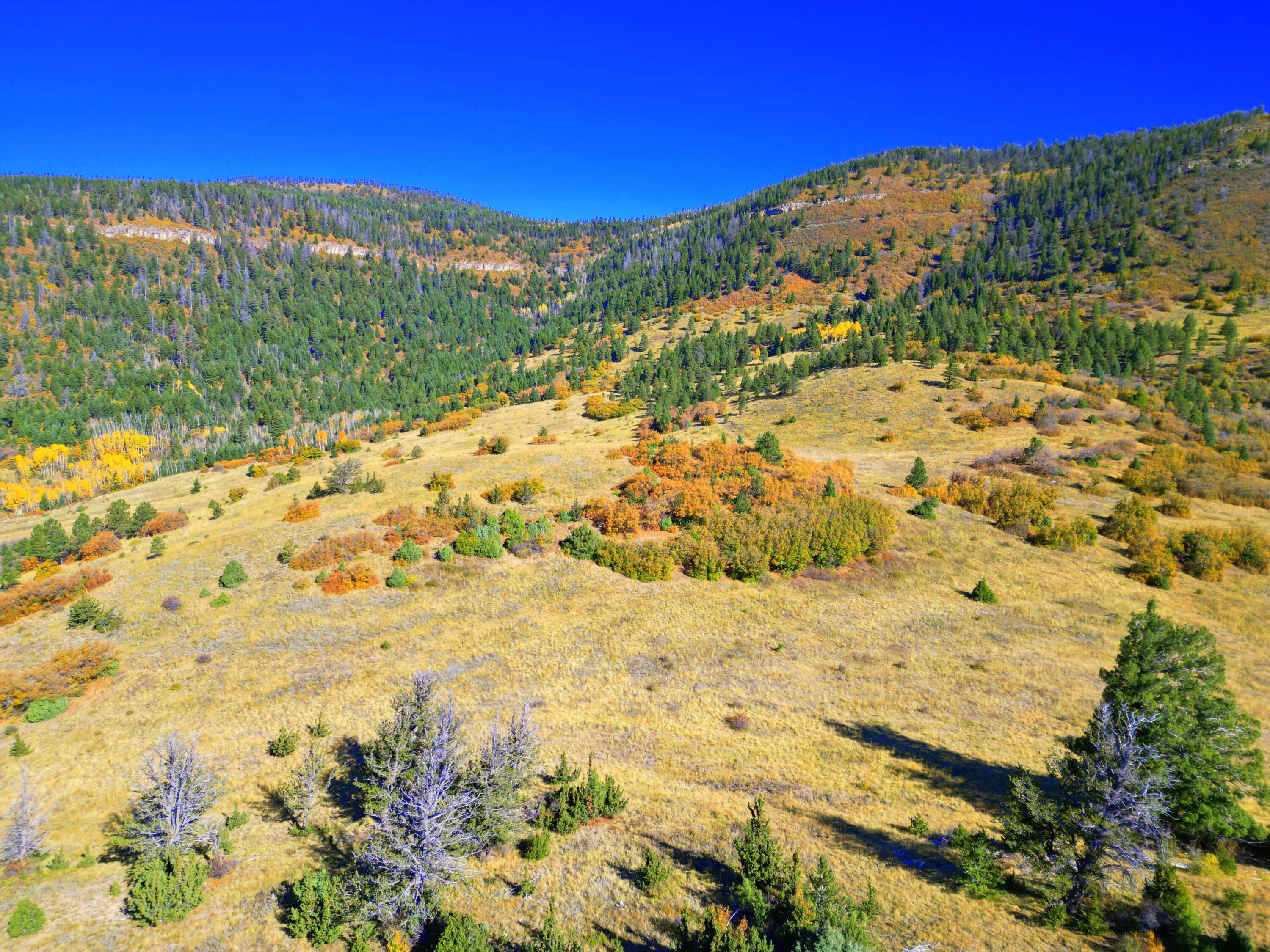 ChaconTR3 Creek B008, Mora, New Mexico image 13