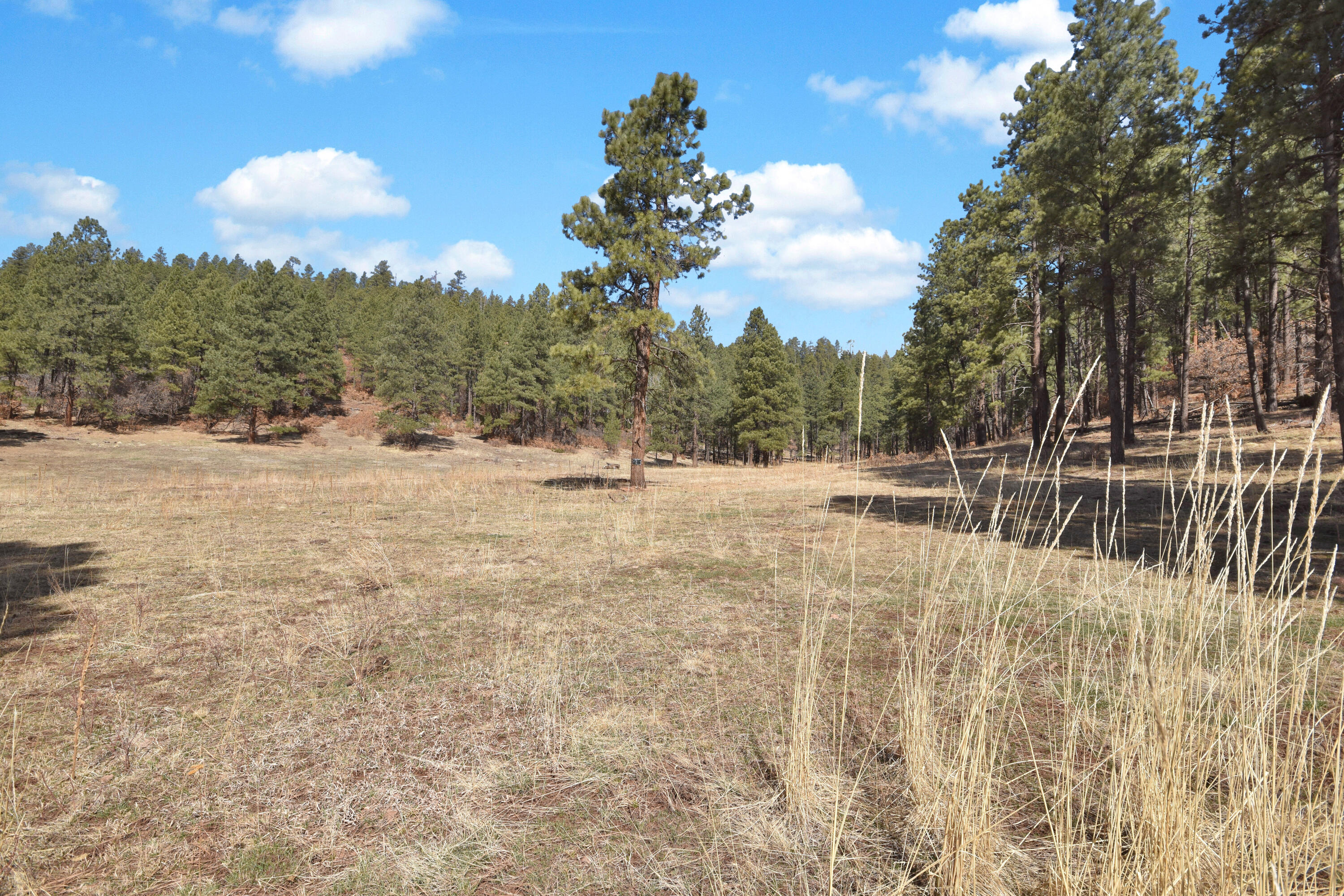 Nm State Rd 126, Jemez Springs, New Mexico image 2