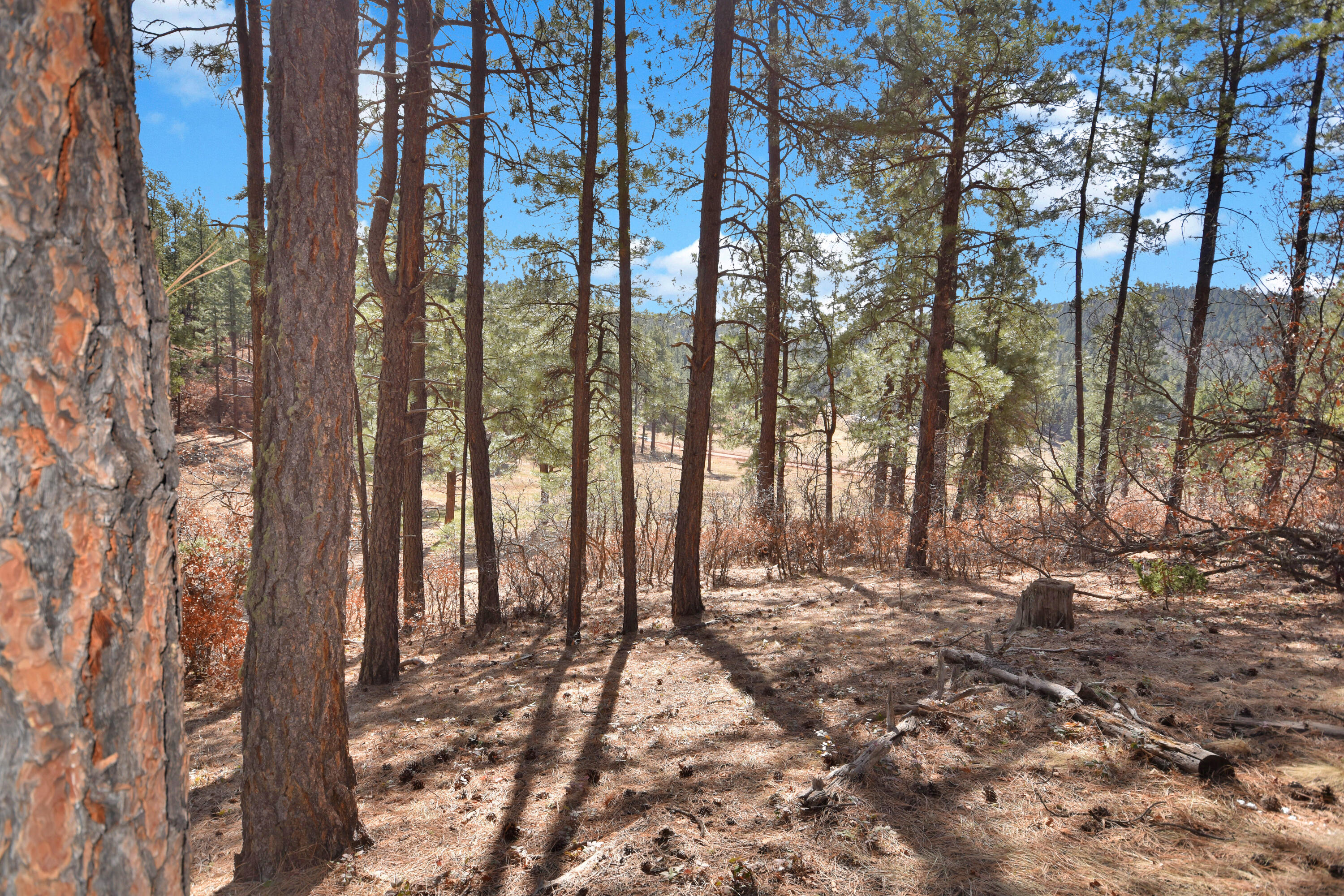 Nm State Rd 126, Jemez Springs, New Mexico image 11