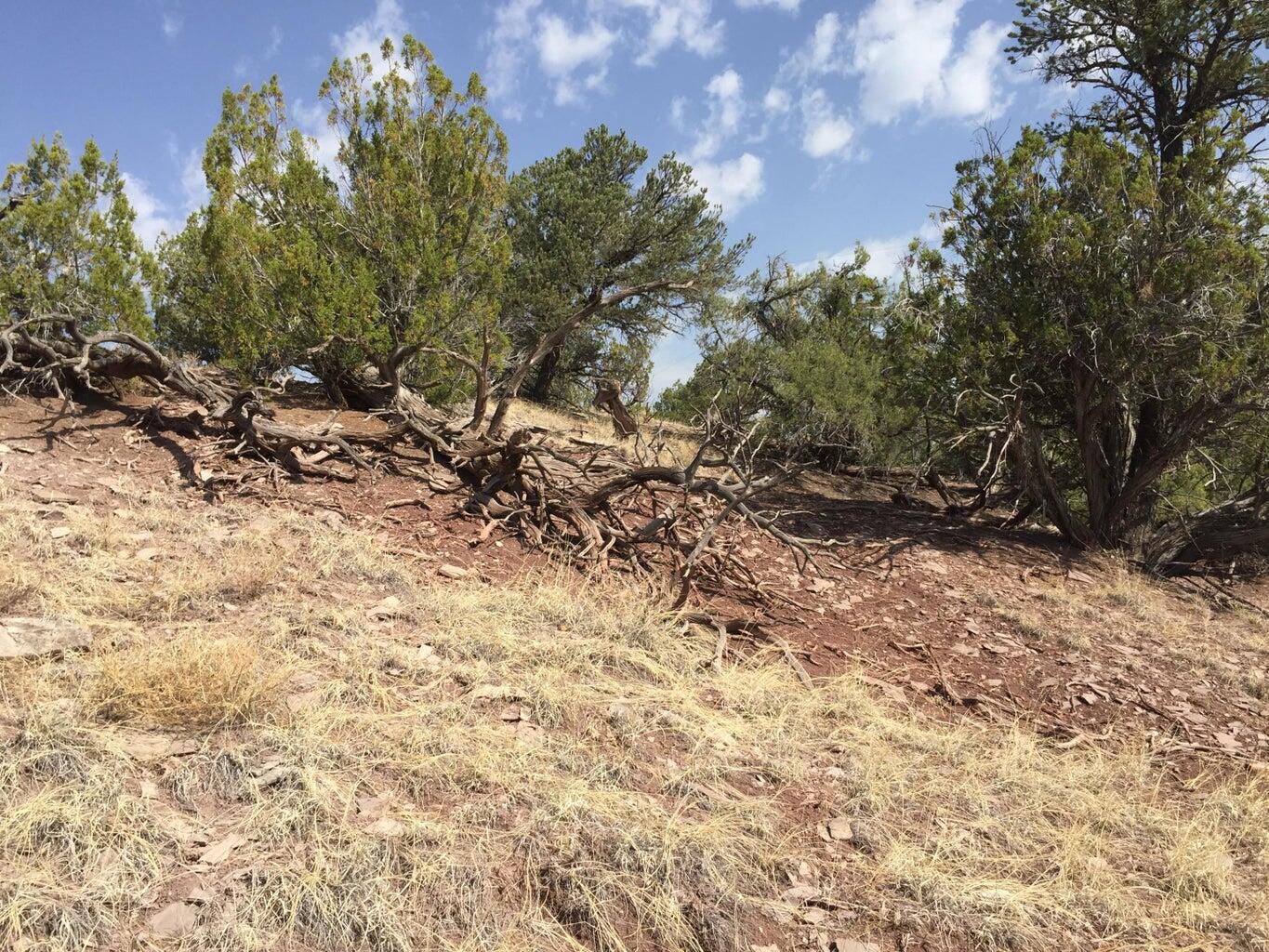 Lot 3 Sunflower Drive, Ramah, New Mexico image 43