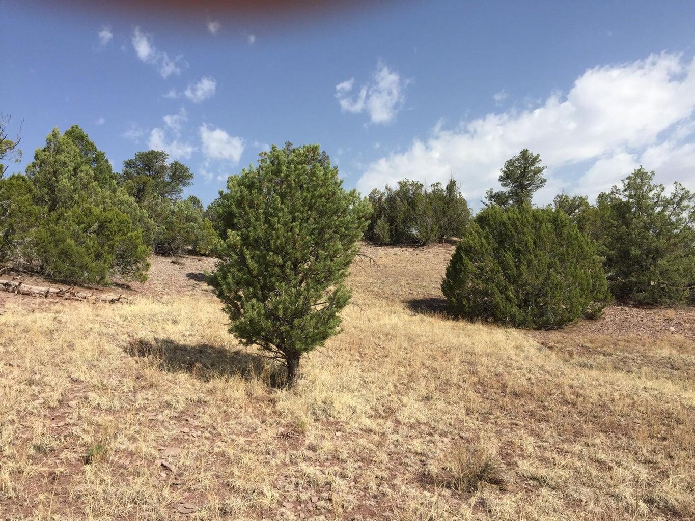 Lot 3 Sunflower Drive, Ramah, New Mexico image 9