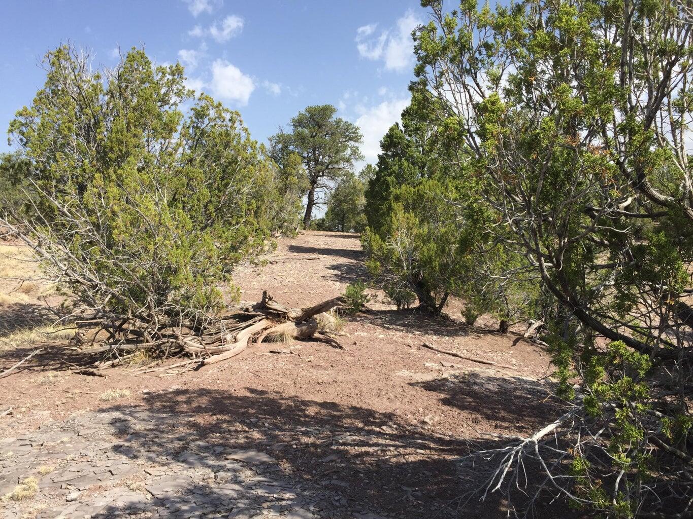 Lot 3 Sunflower Drive, Ramah, New Mexico image 14