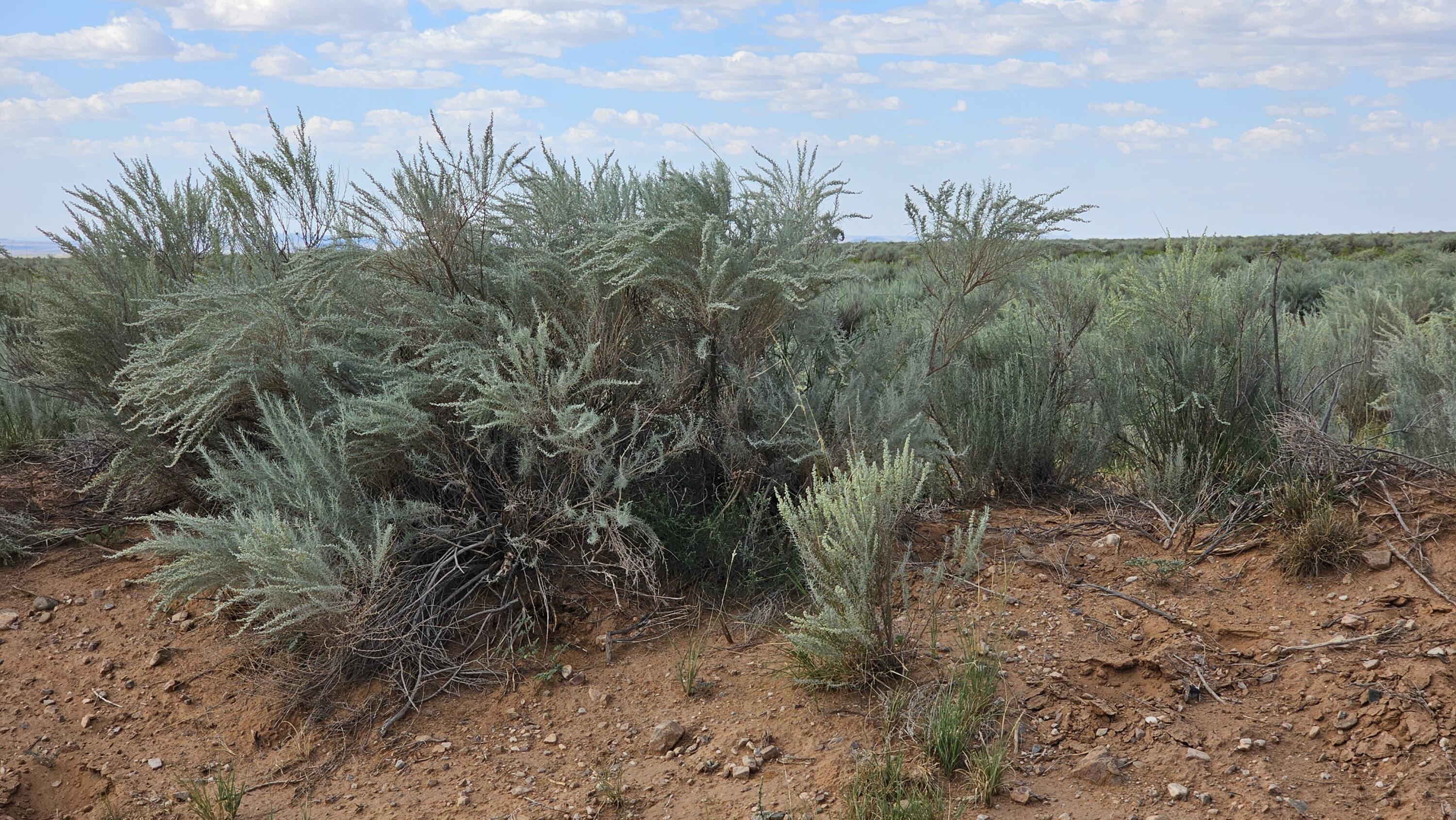 VL Lots 16,17,18,19 Block 377 #17, Rio Communities, New Mexico image 2