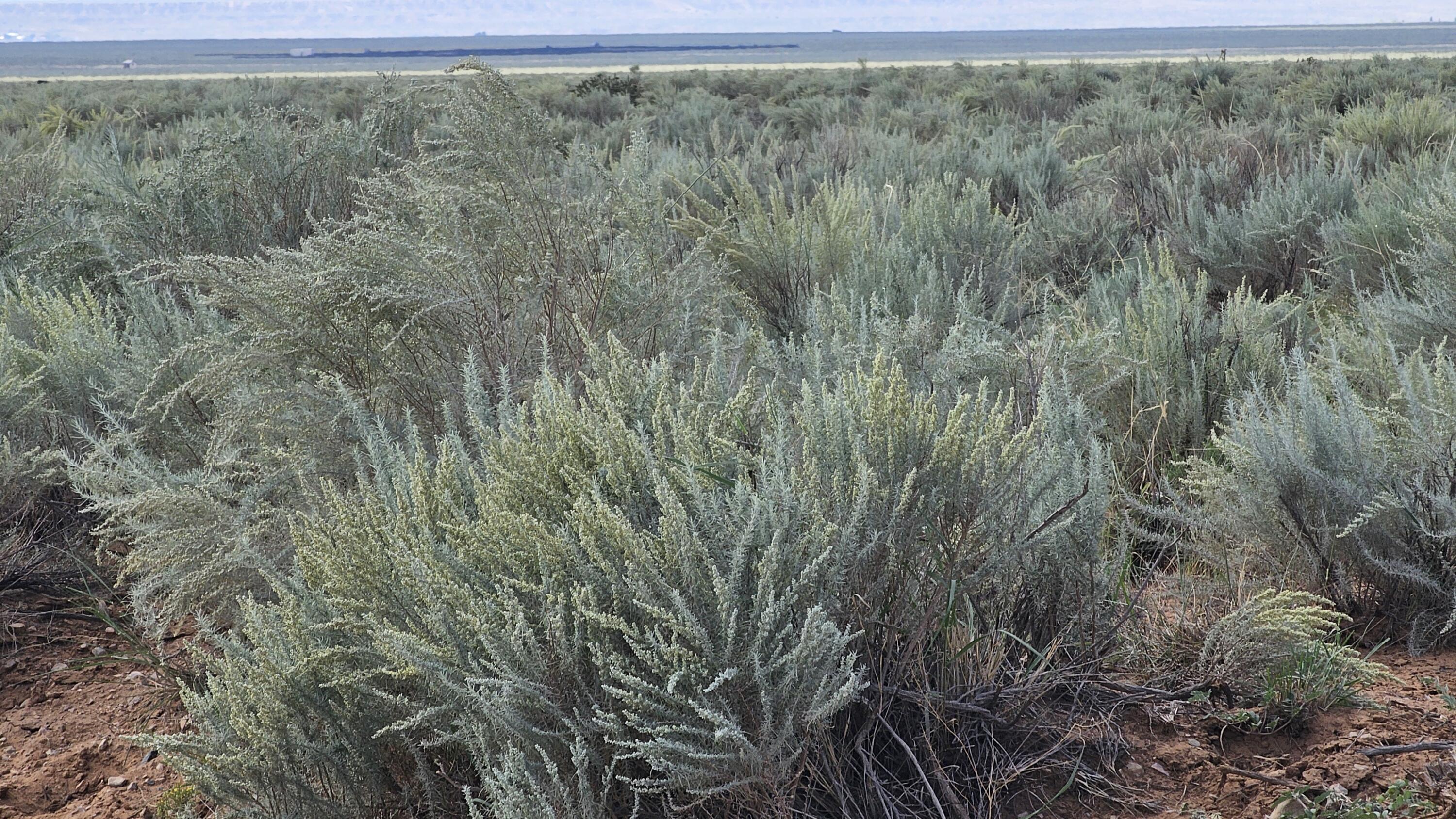 VL Lots 16,17,18,19 Block 377 #17, Rio Communities, New Mexico image 1