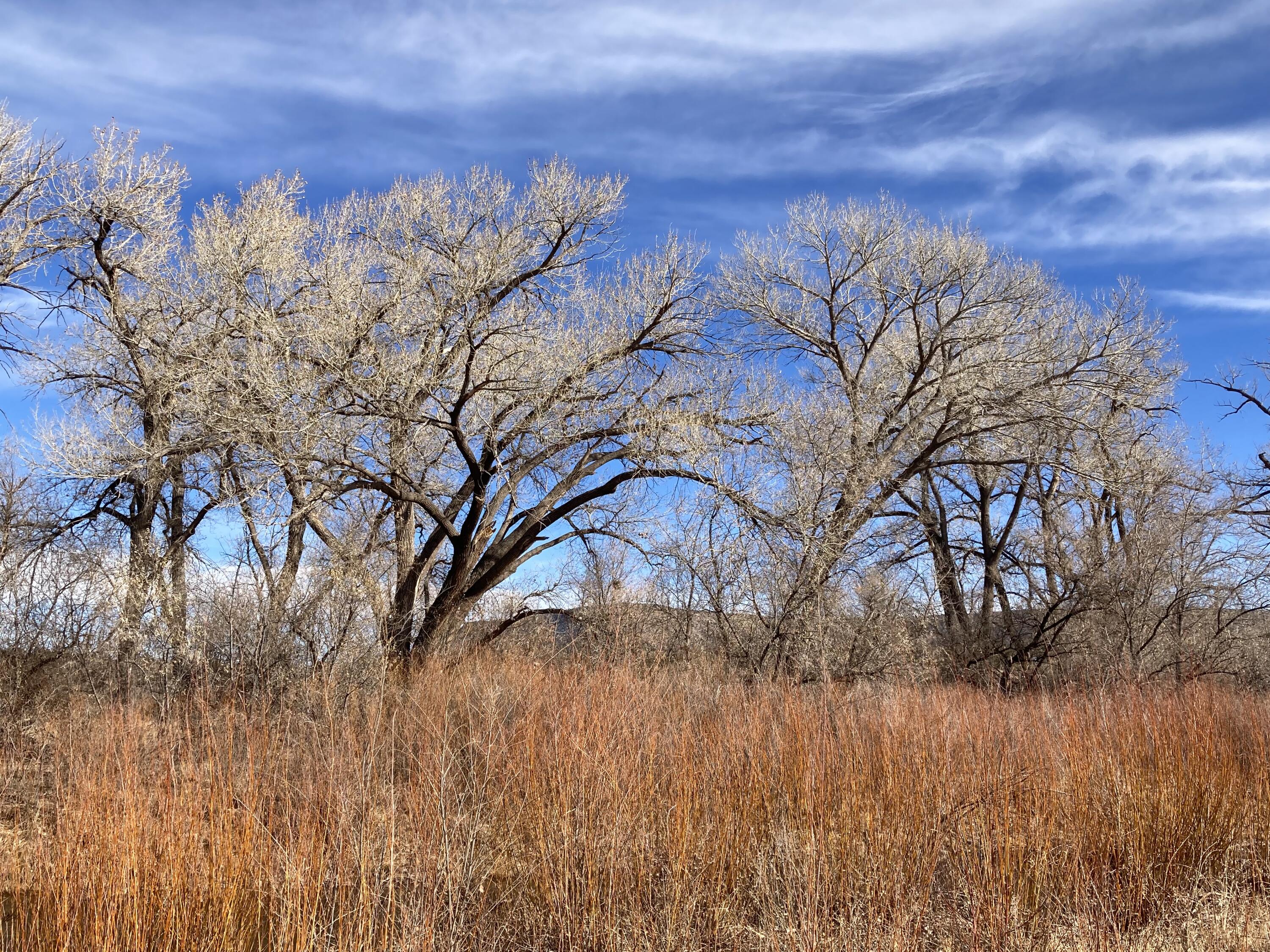 317 Nm-3, Ribera, New Mexico image 47