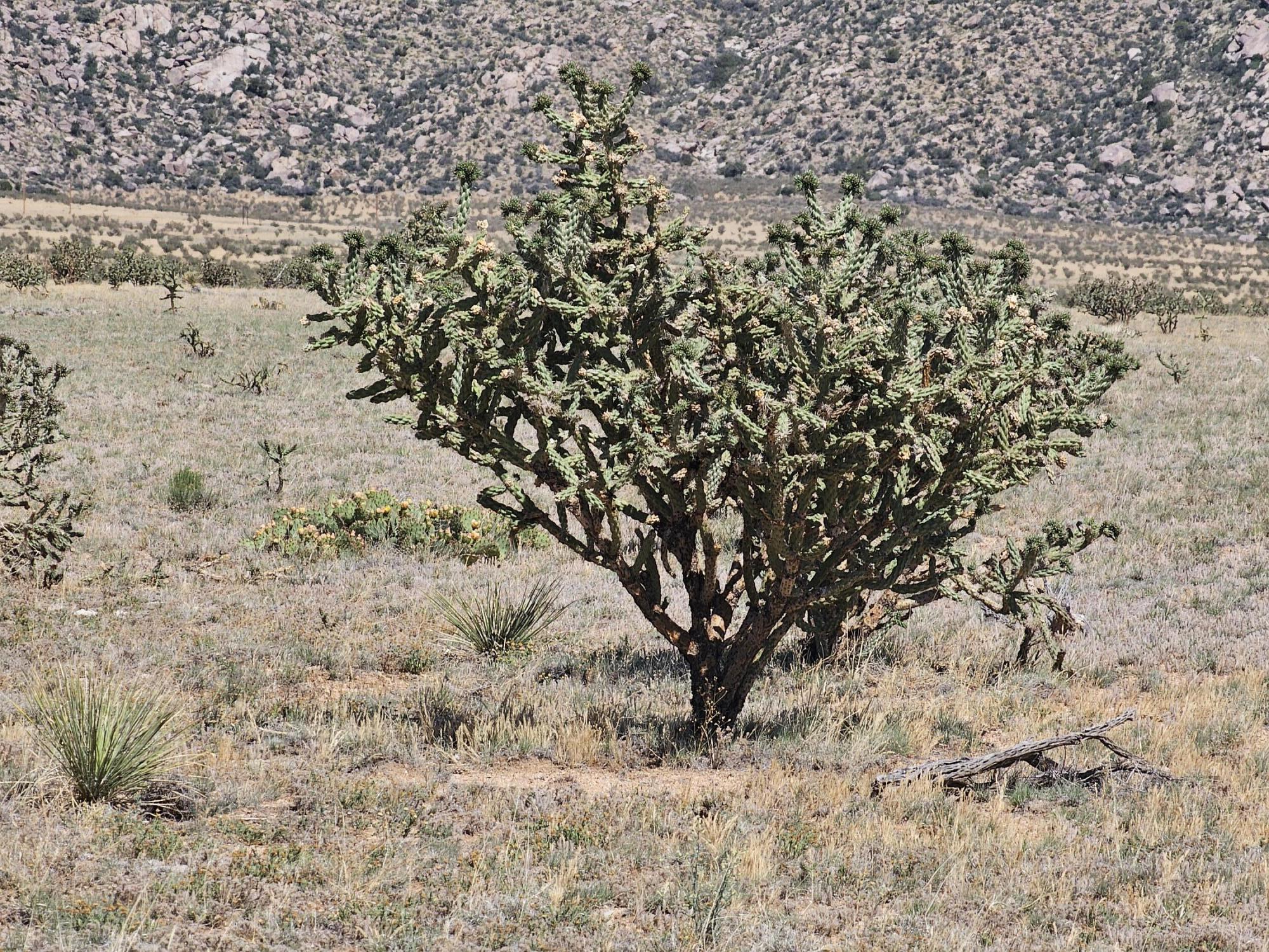 Vl 24 Tonada #23, Rio Communities, New Mexico image 6