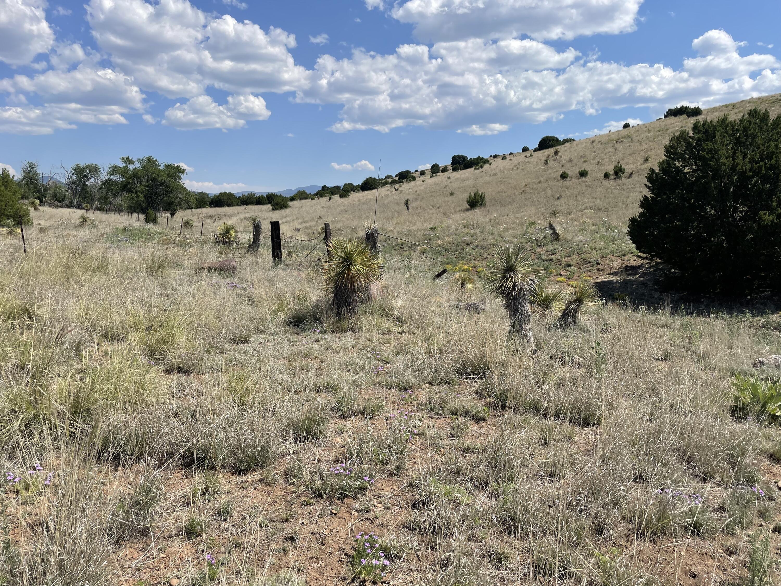 191 Kirkland Road, Silver City, New Mexico image 6