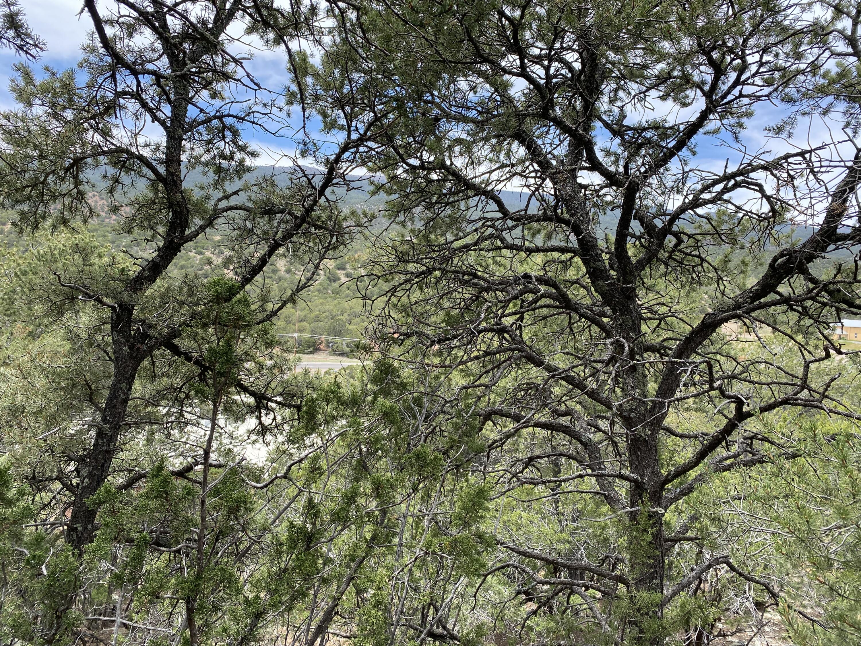 Shasta Court, Cedar Crest, New Mexico image 4