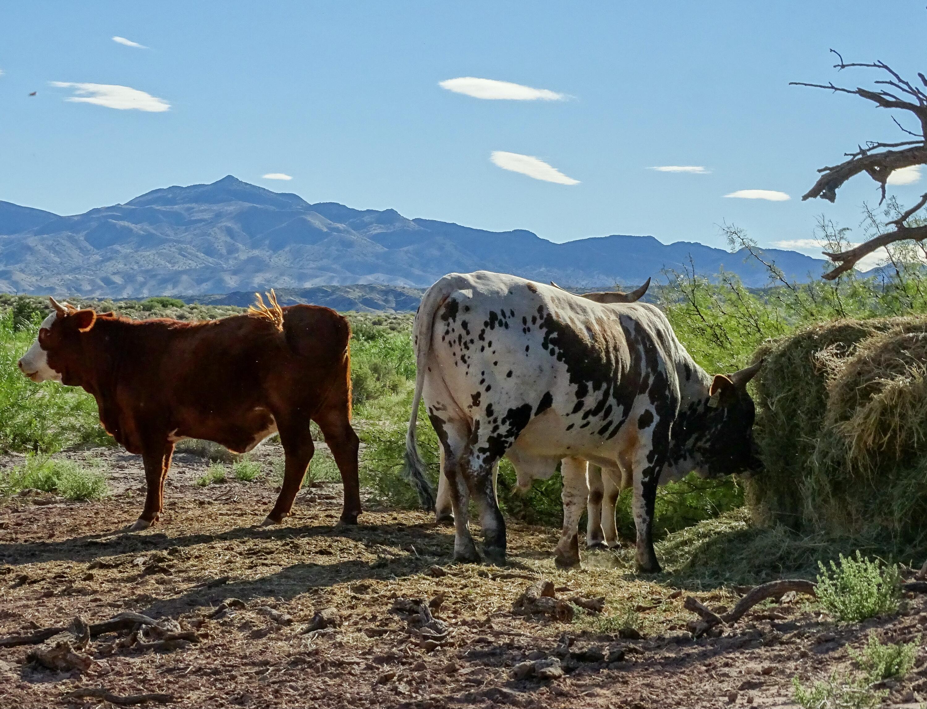 Sevilleta Elk Hills Ranch, San Acacia, New Mexico image 21