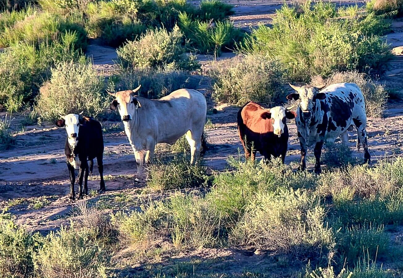 Sevilleta Elk Hills Ranch, San Acacia, New Mexico image 3