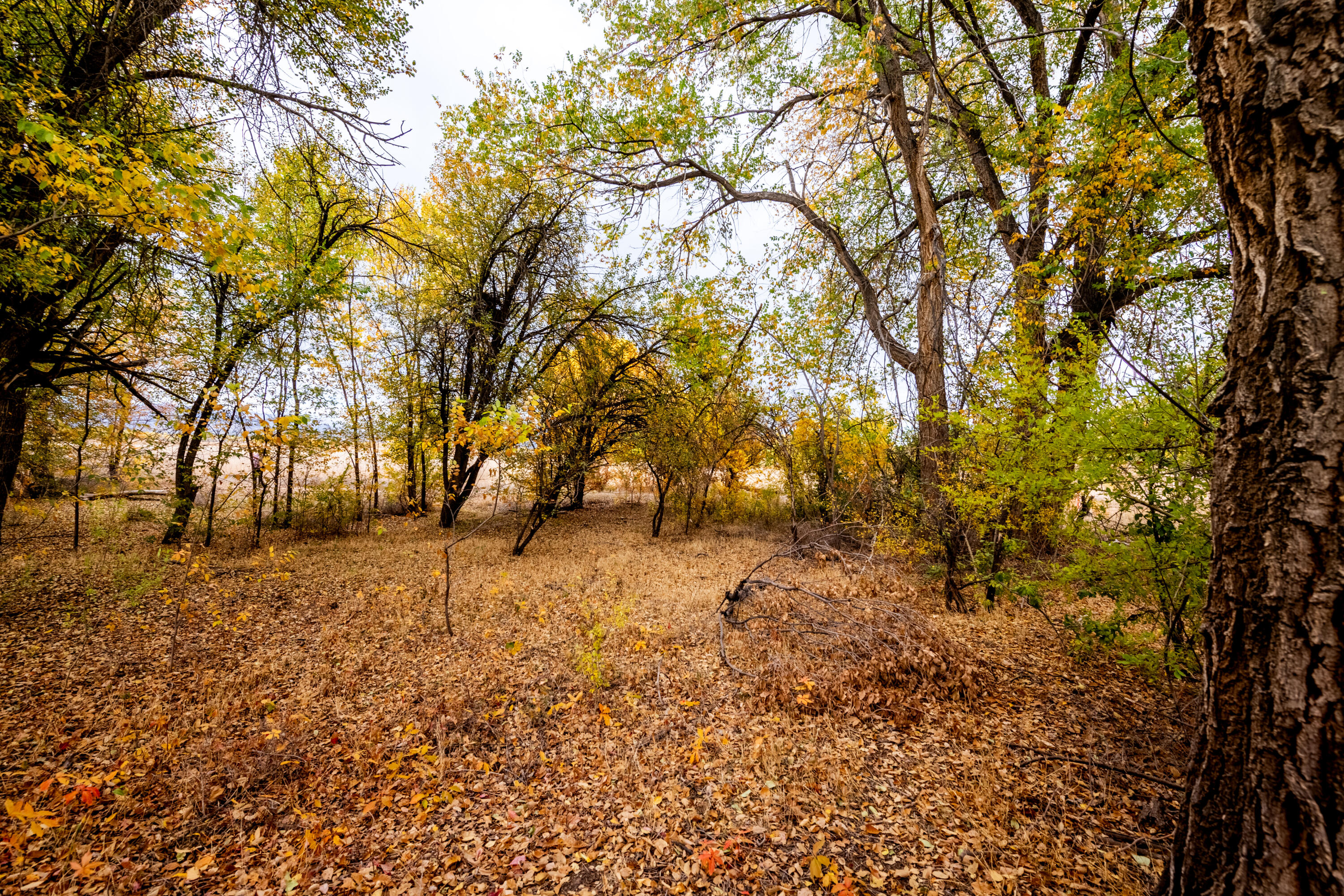 000 Cochiti E Side Main Canal, Pena Blanca, New Mexico image 9