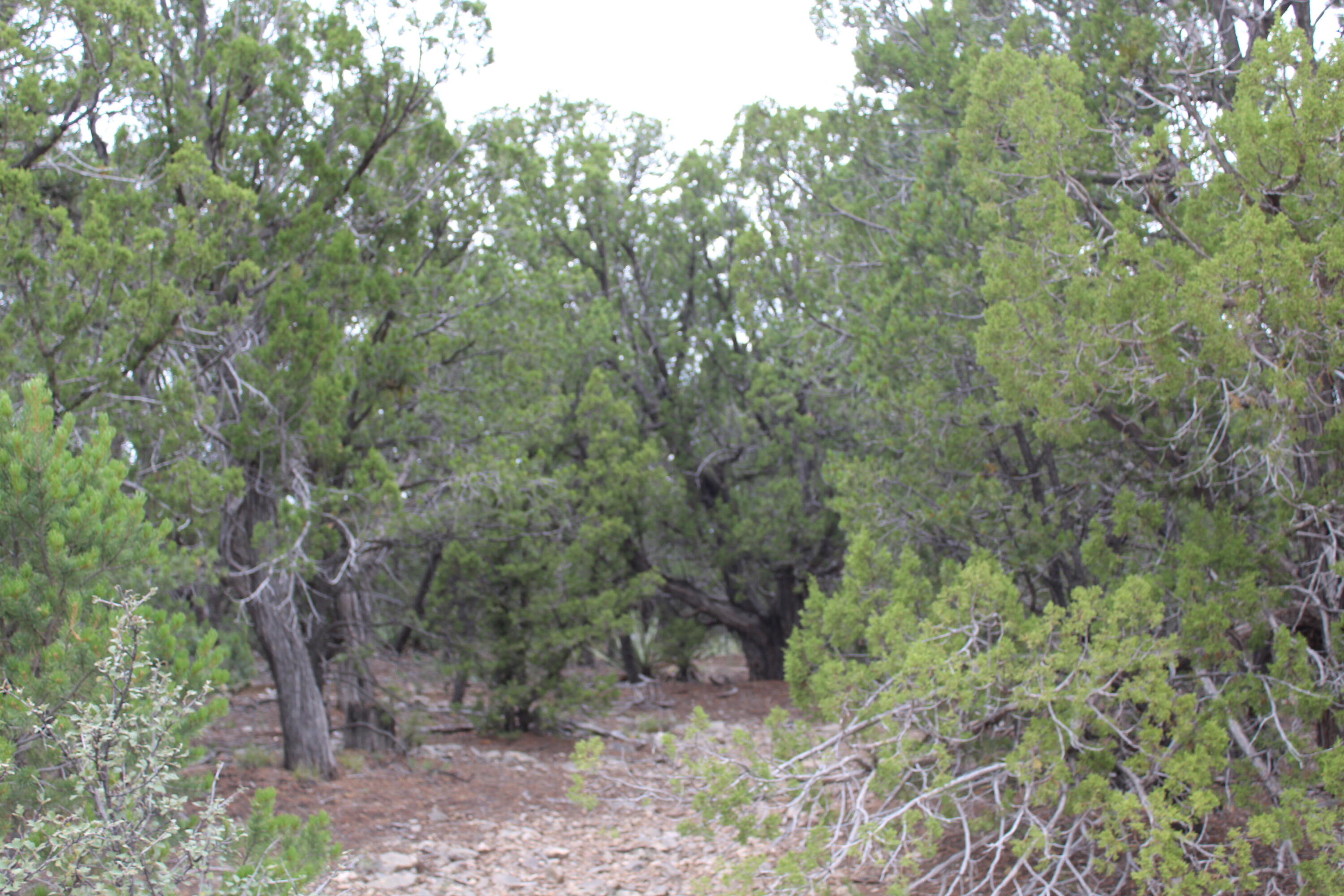 5 Manzano Loop, Tijeras, New Mexico image 2