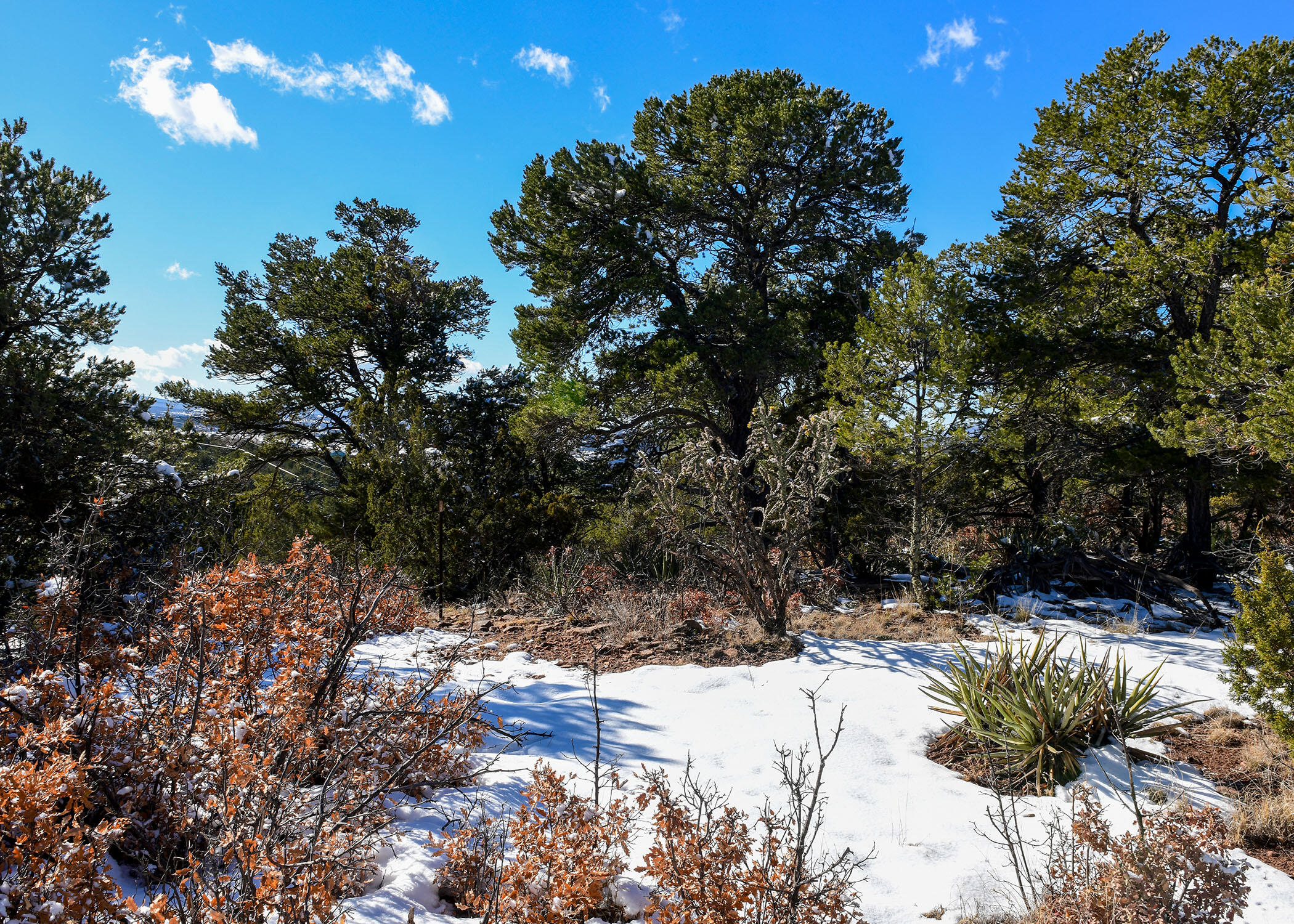 Magic Valley Rd, Sandia Park, New Mexico image 6