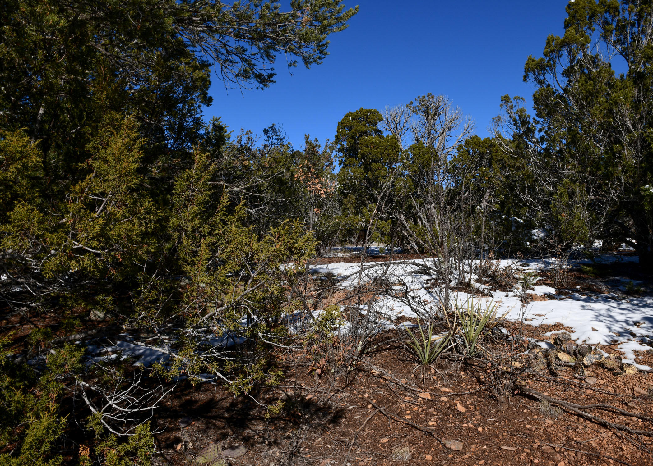 Magic Valley Rd, Sandia Park, New Mexico image 7