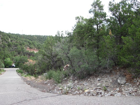 0 BEAVER LANE, CEDAR CREST, NM 87008 - Image 58aa34df75e092a86320e0177991df1c/2459092519
