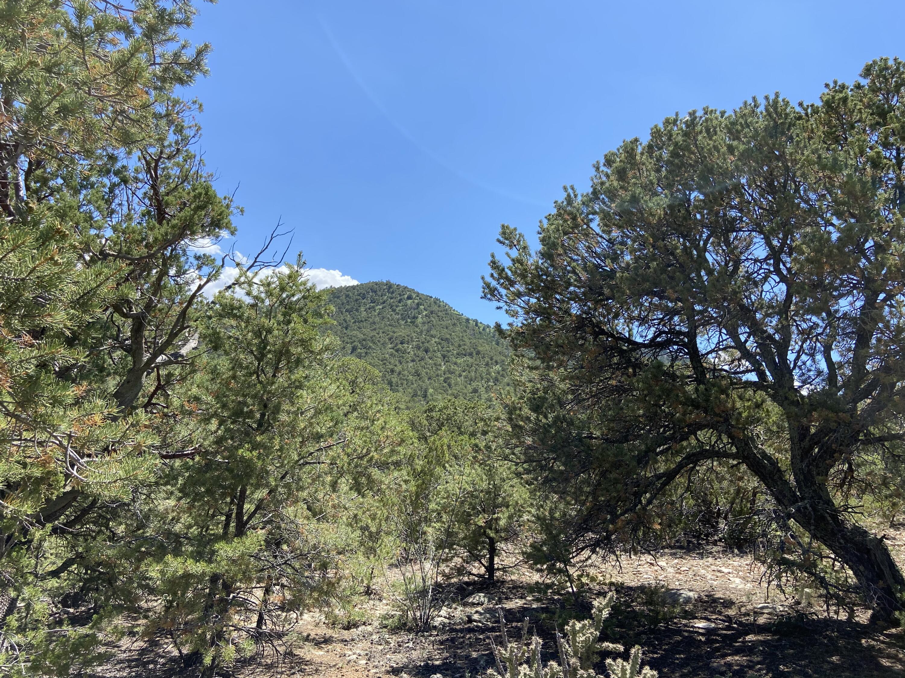 Ave Del Monte, Sandia Park, New Mexico image 5