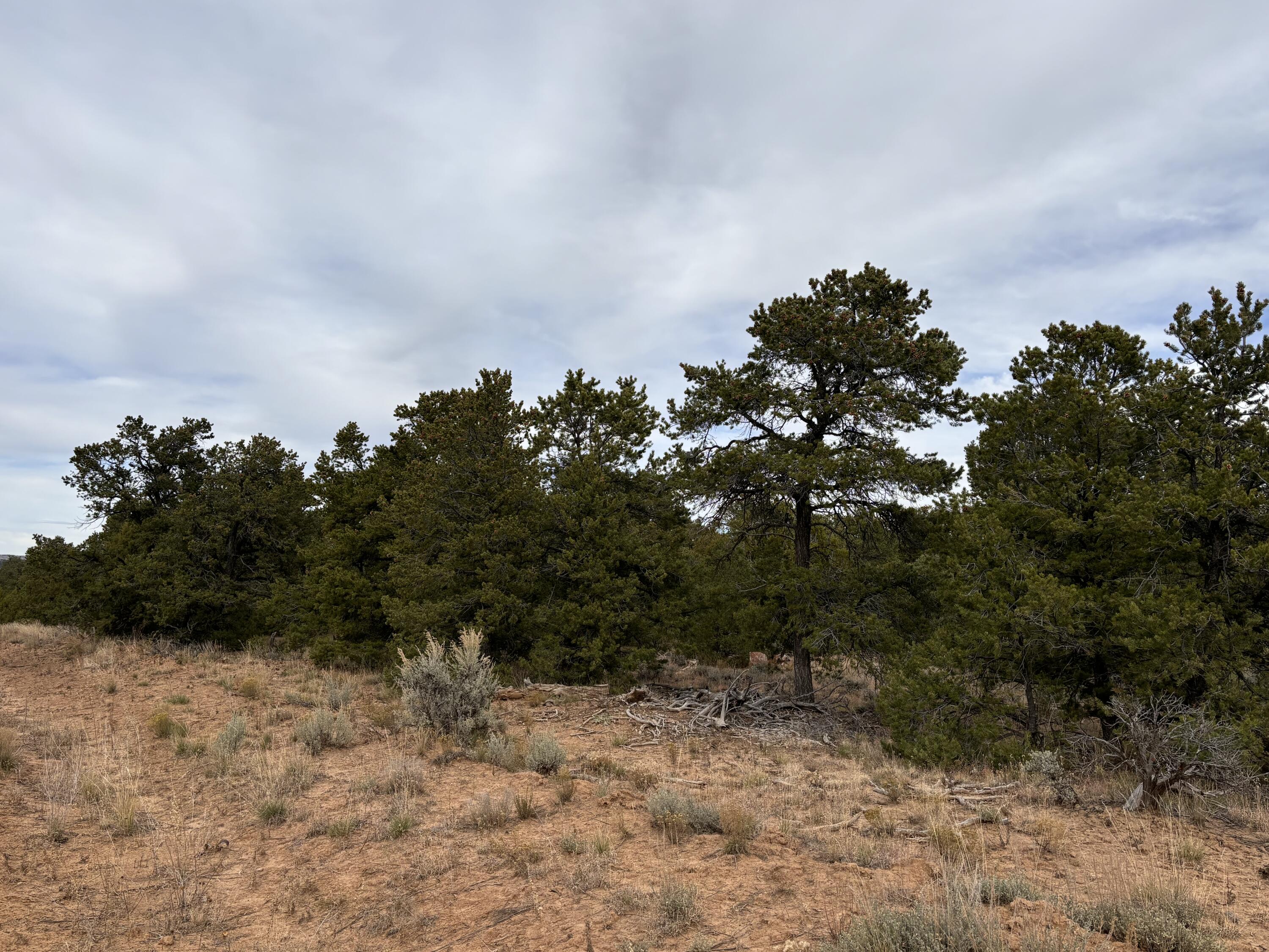 TR 2A Naranjo Creek, Regina, New Mexico image 6