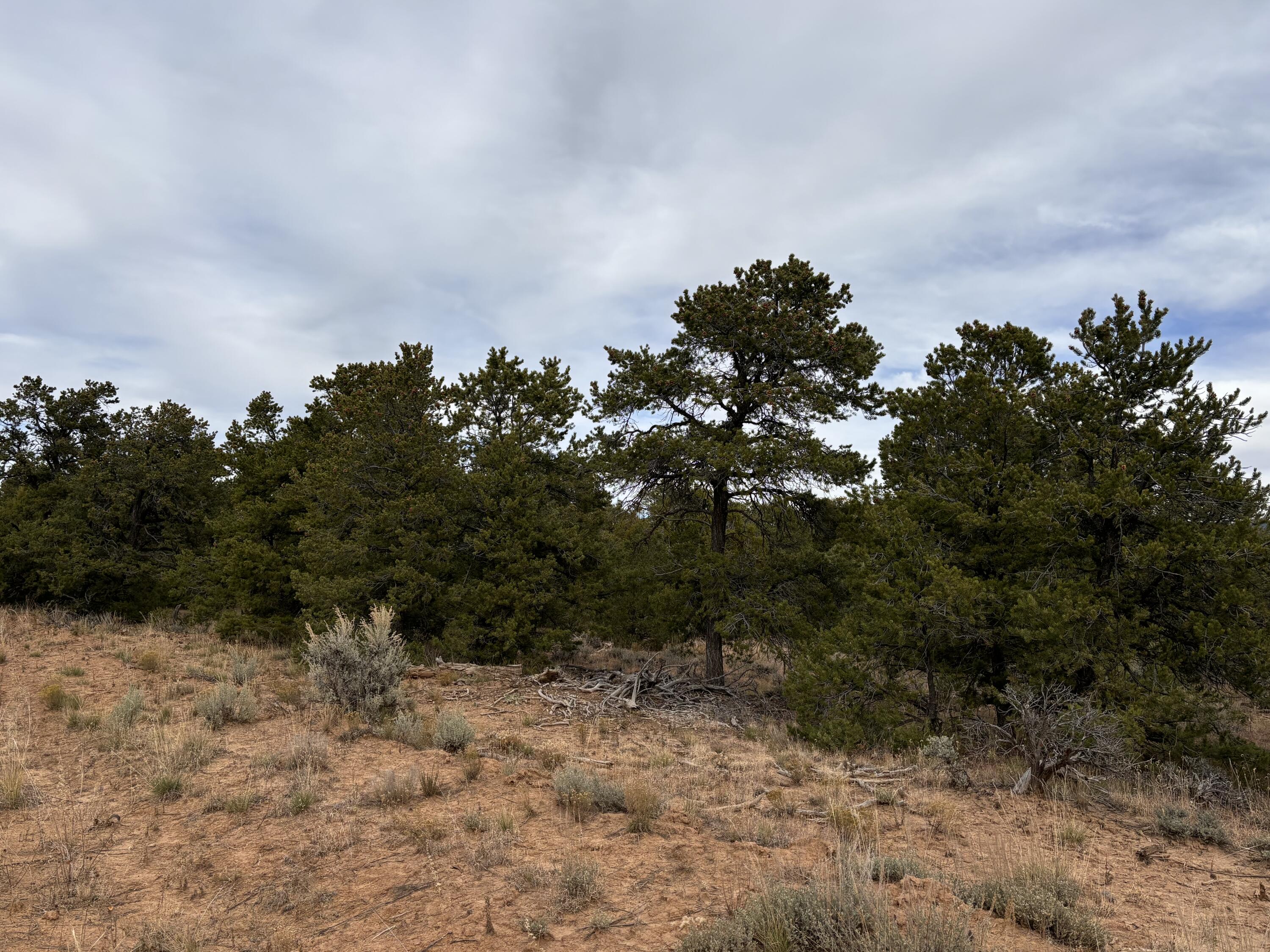 TR 2A Naranjo Creek, Regina, New Mexico image 7