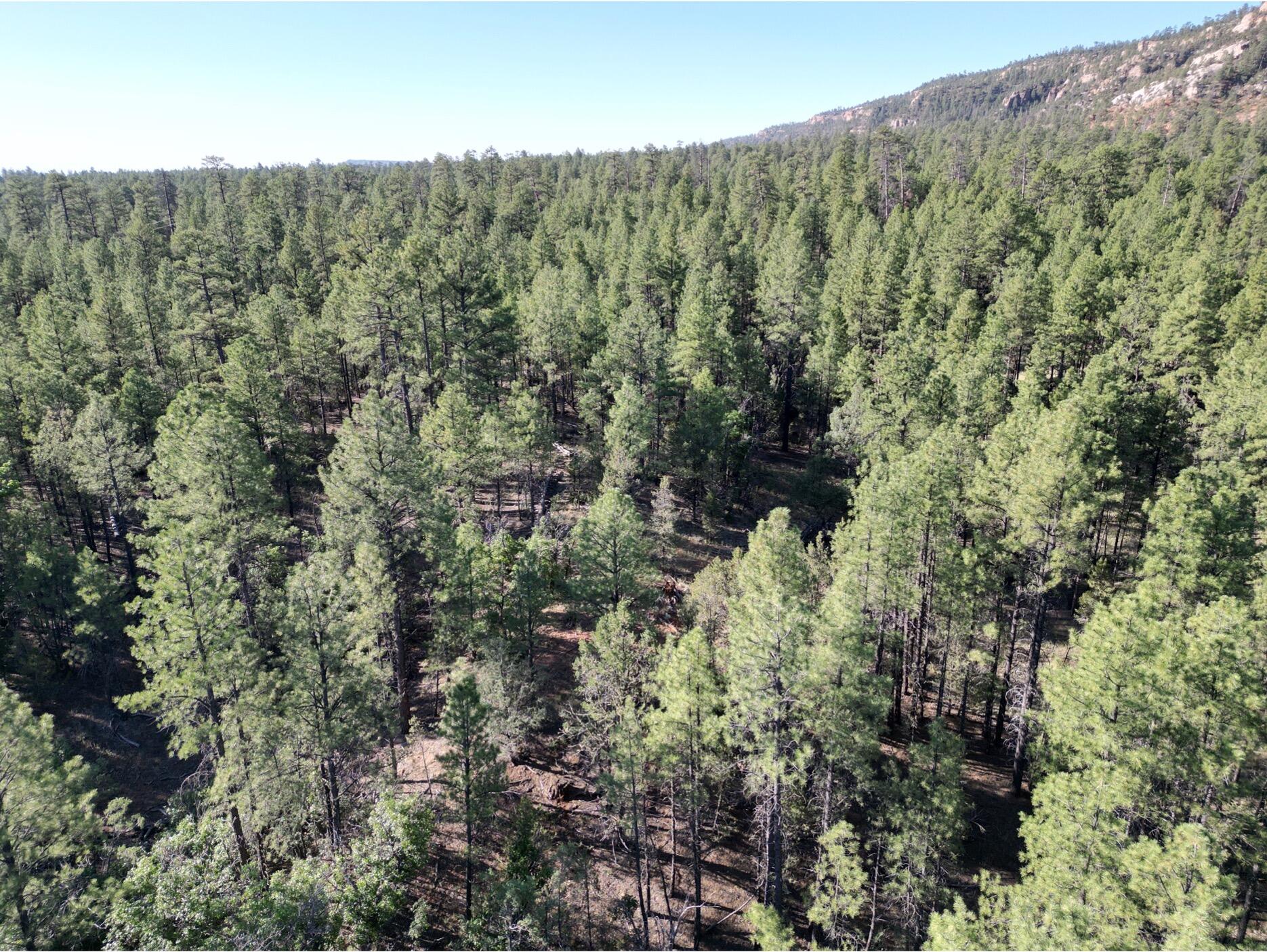 Lot 3 Halcon Road, Ramah, New Mexico image 5