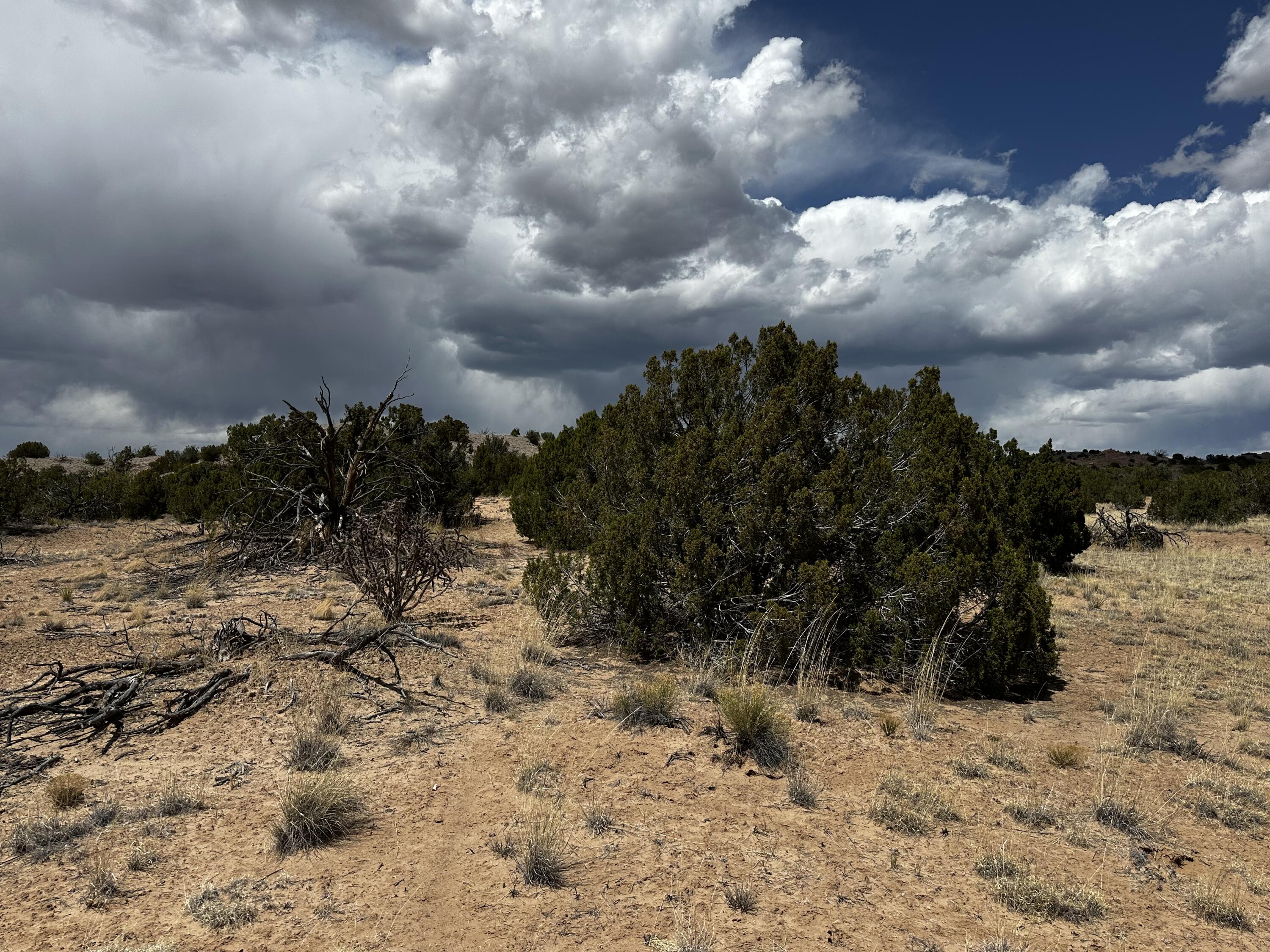 Wild Onion Road, Medanales, New Mexico image 24