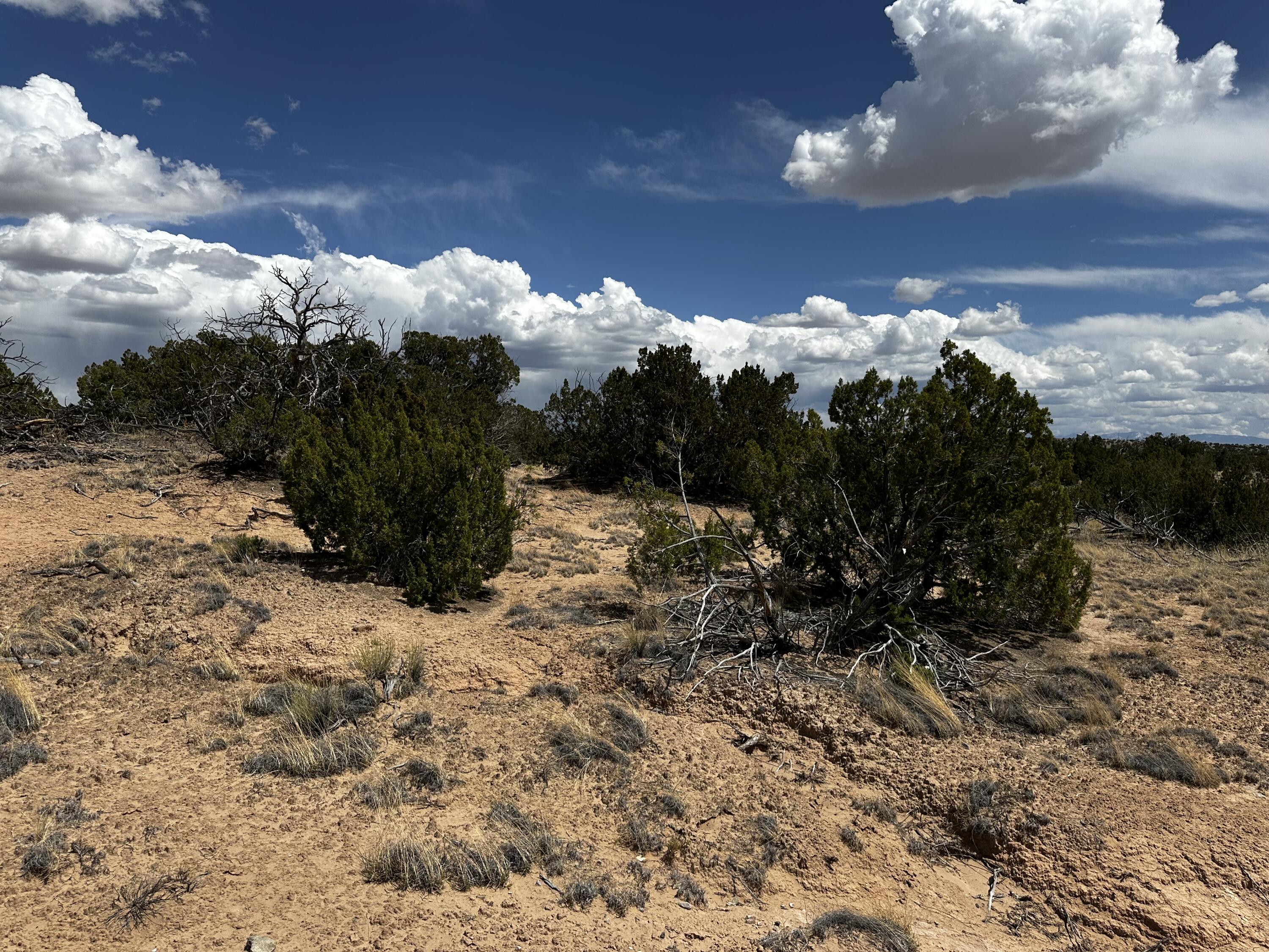 Wild Onion Road, Medanales, New Mexico image 9