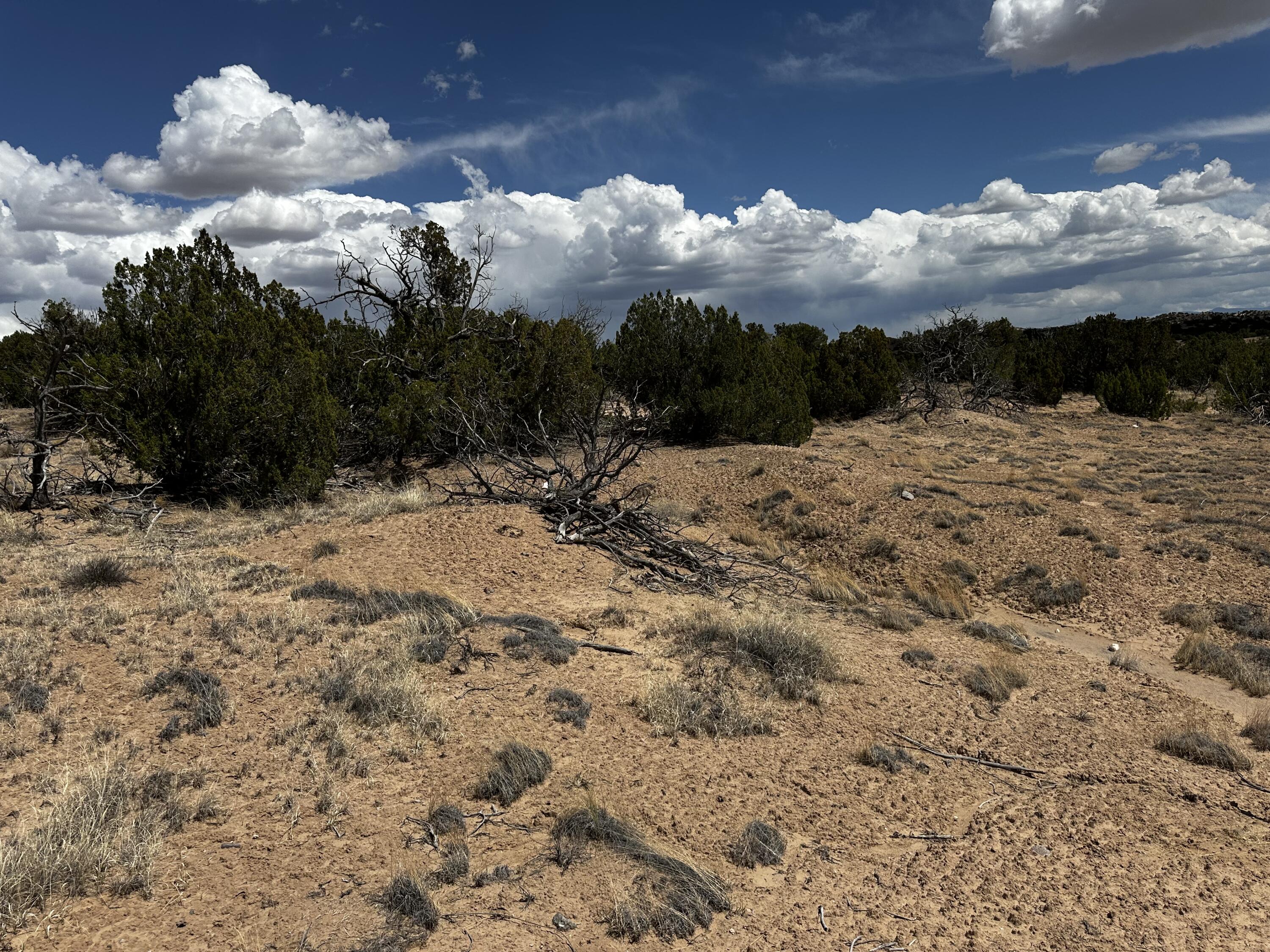 Wild Onion Road, Medanales, New Mexico image 11